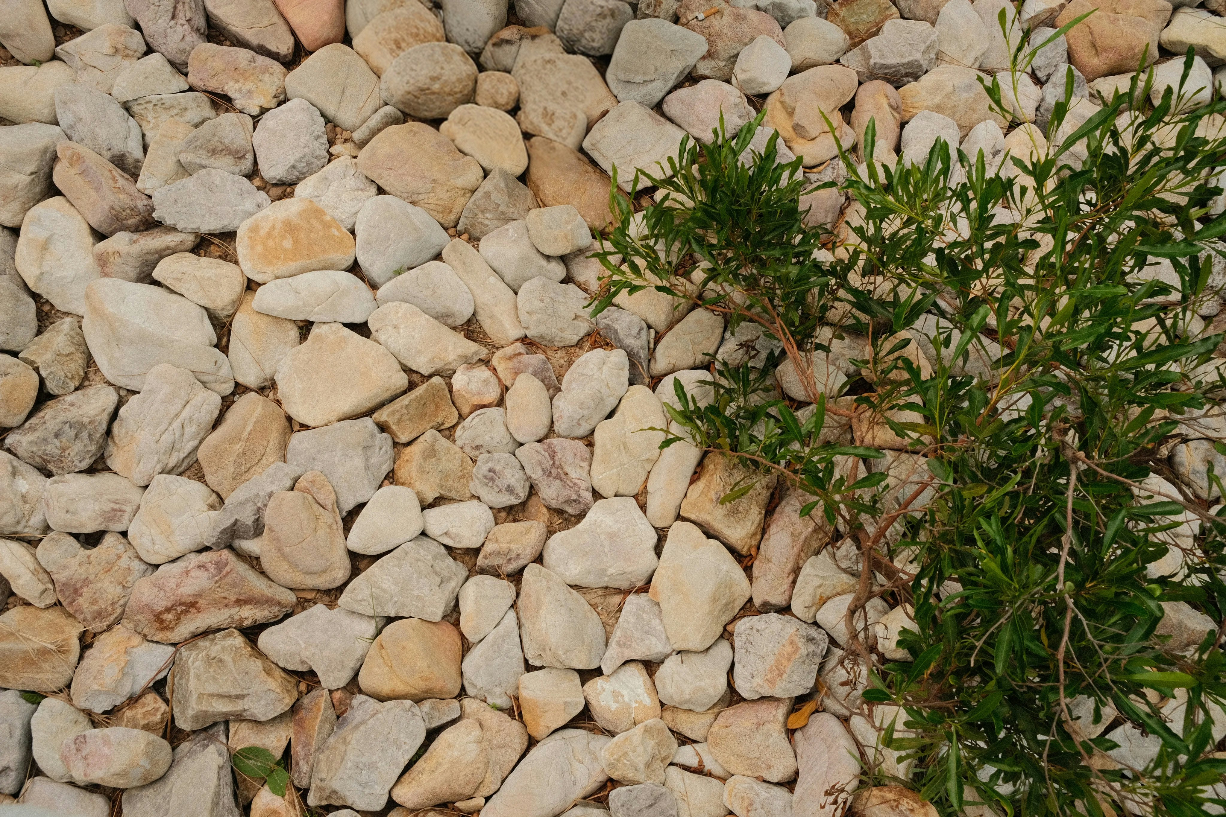 A green shrub growing among smooth light-colored river stones on the ground