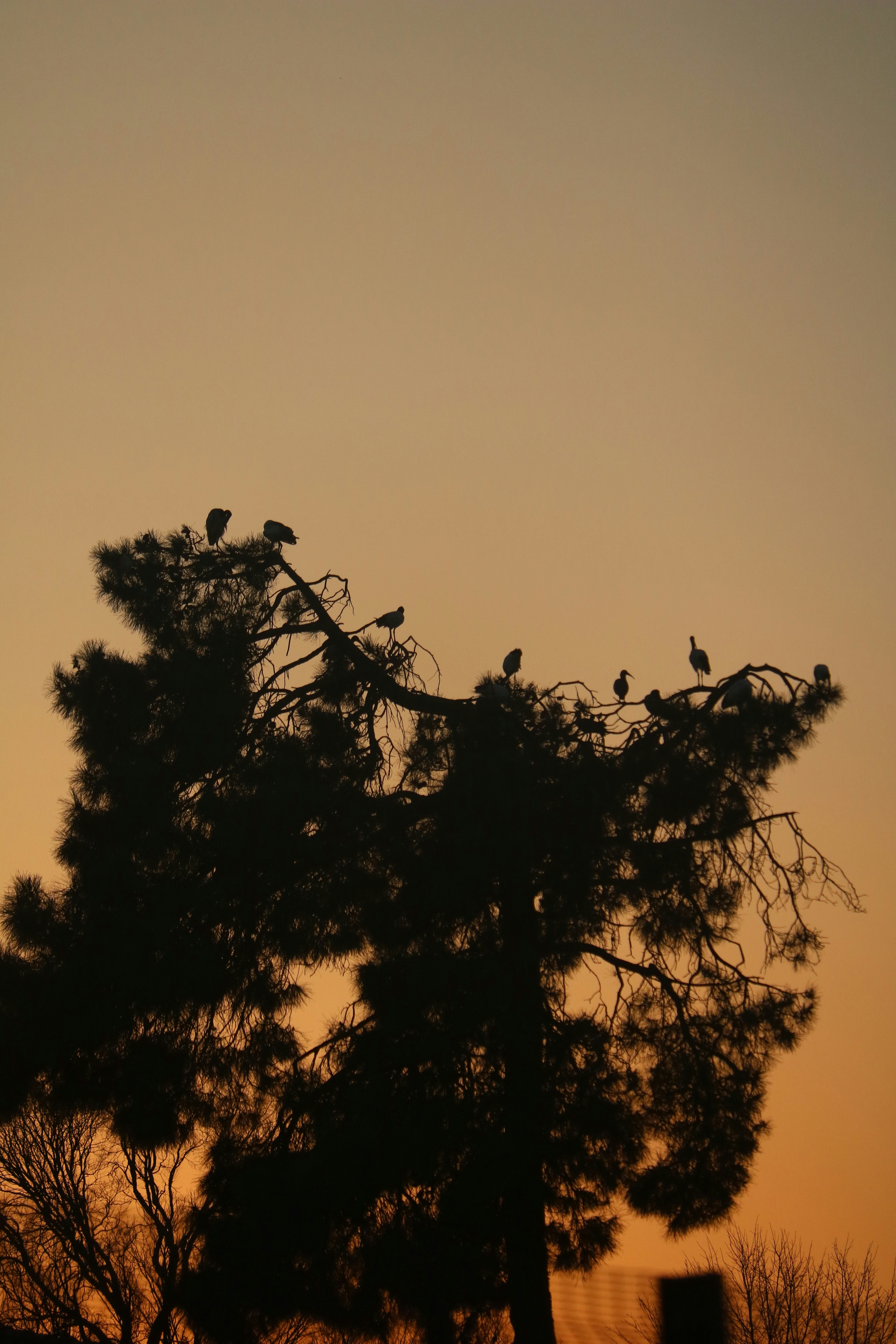 Silhouettes of birds perched in a pine tree against a warm orange sky