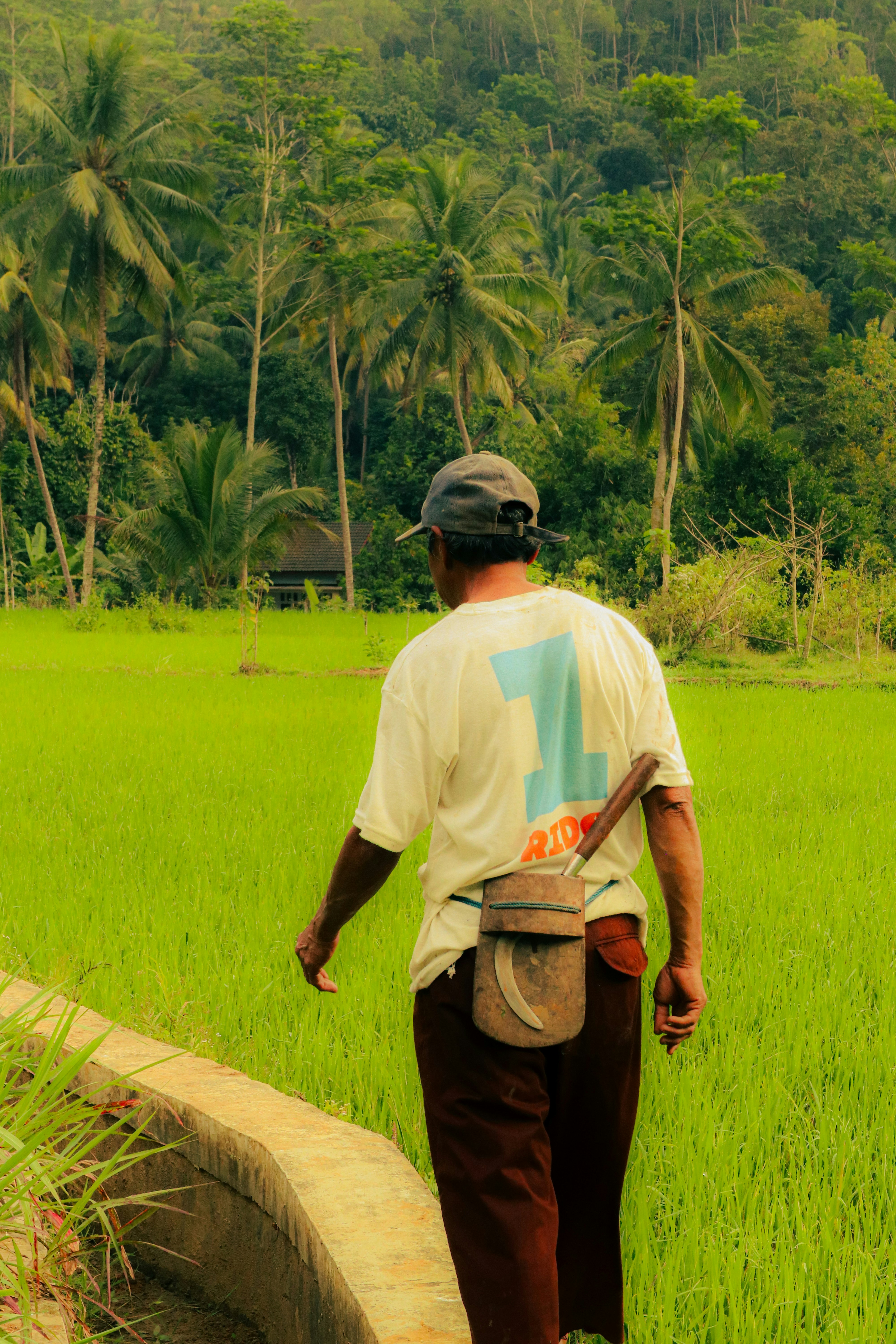 Plecing Kangkung