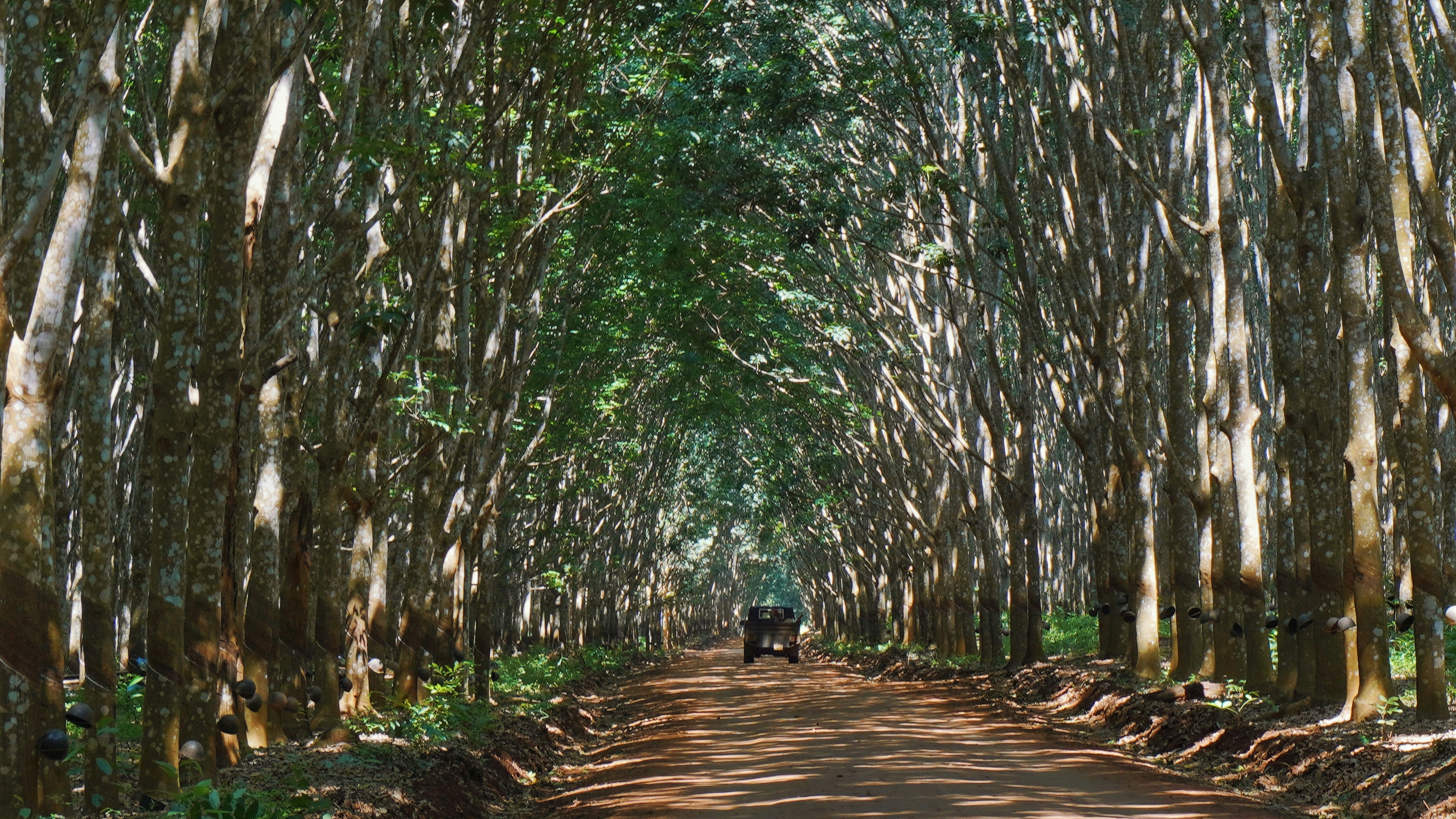 A vehicle driving down a dirt road through a dense rubber tree plantation