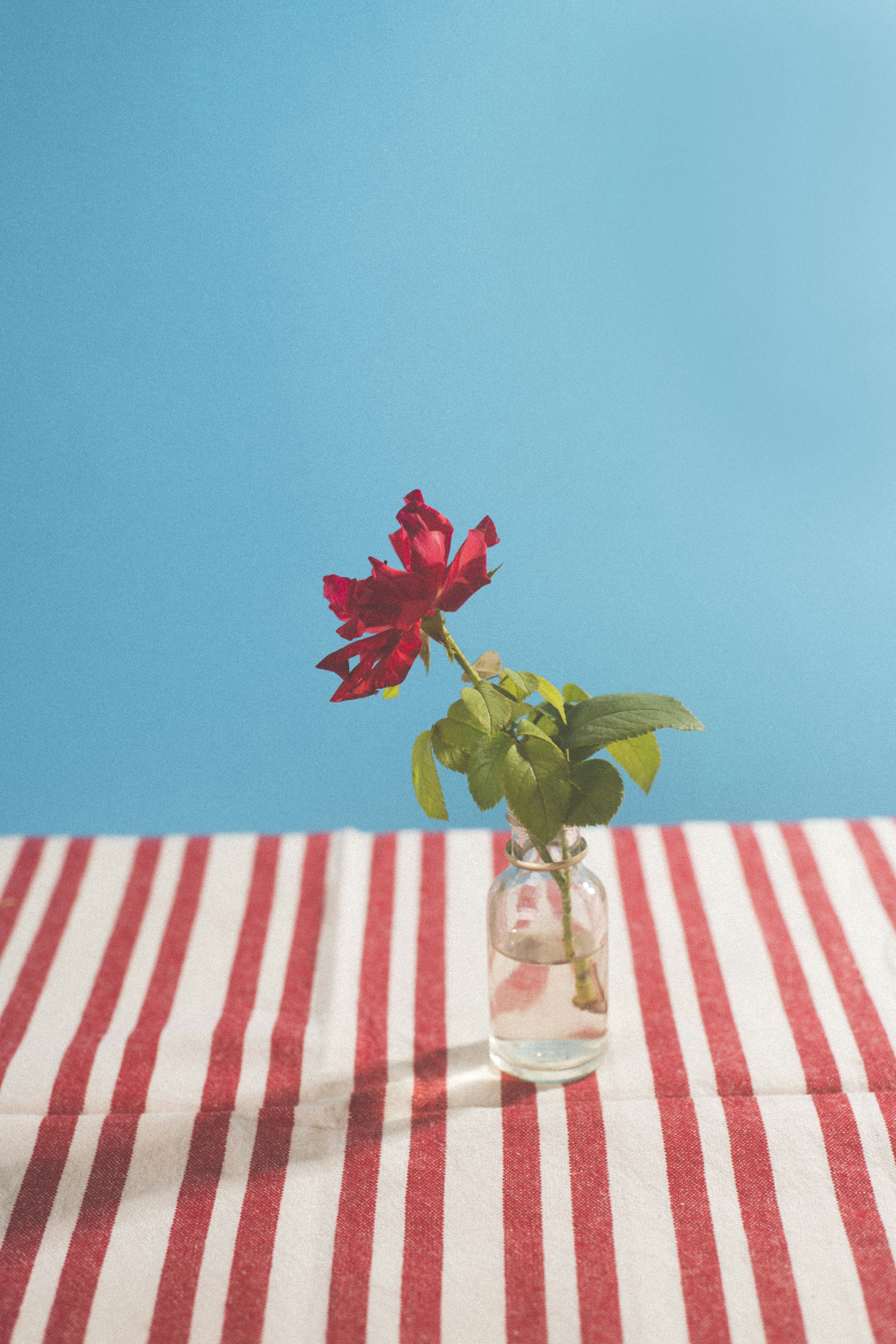 A single red rose in a glass bottle on a red and white striped cloth