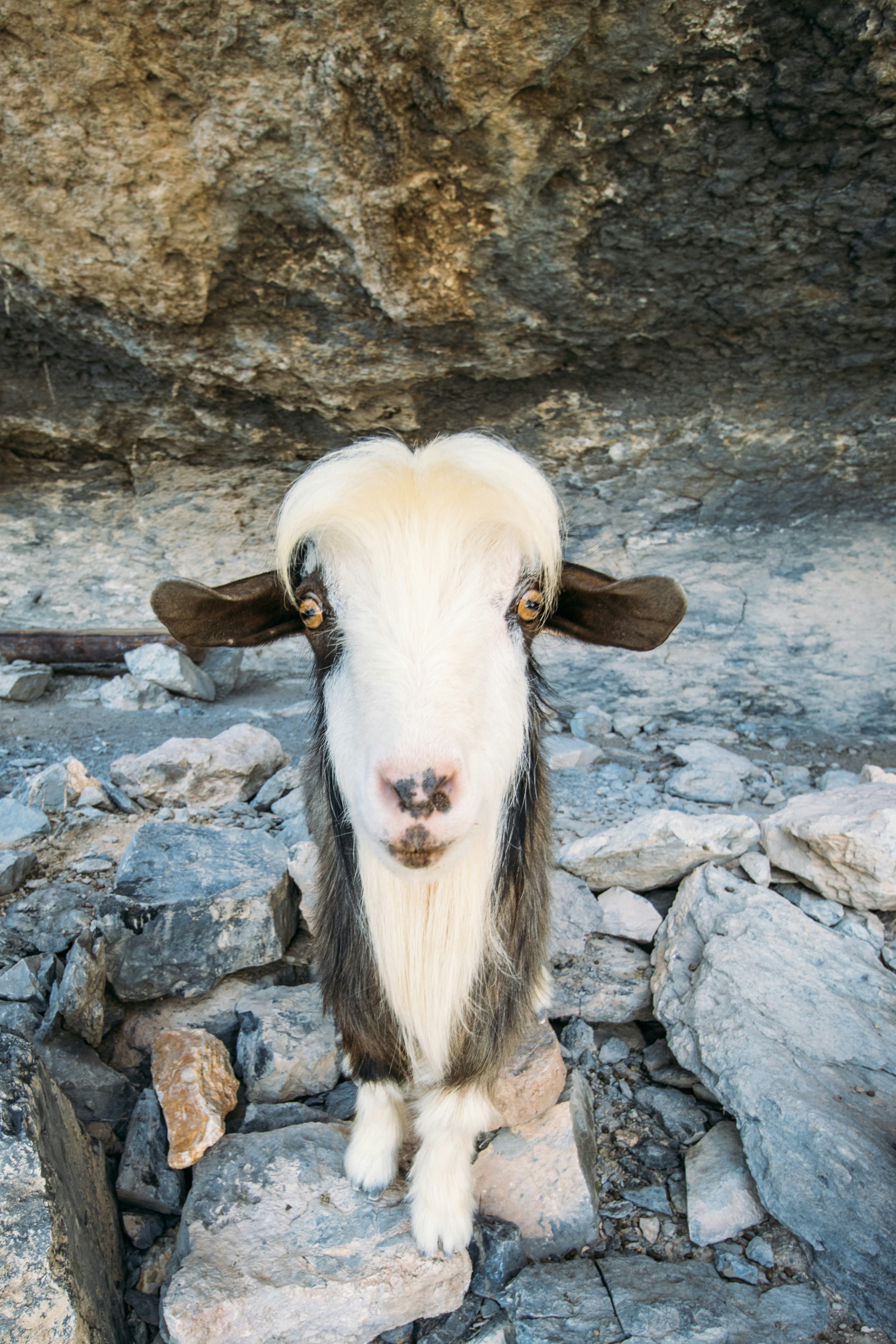 Goat on grey rocks - Free Photo on Unsplash