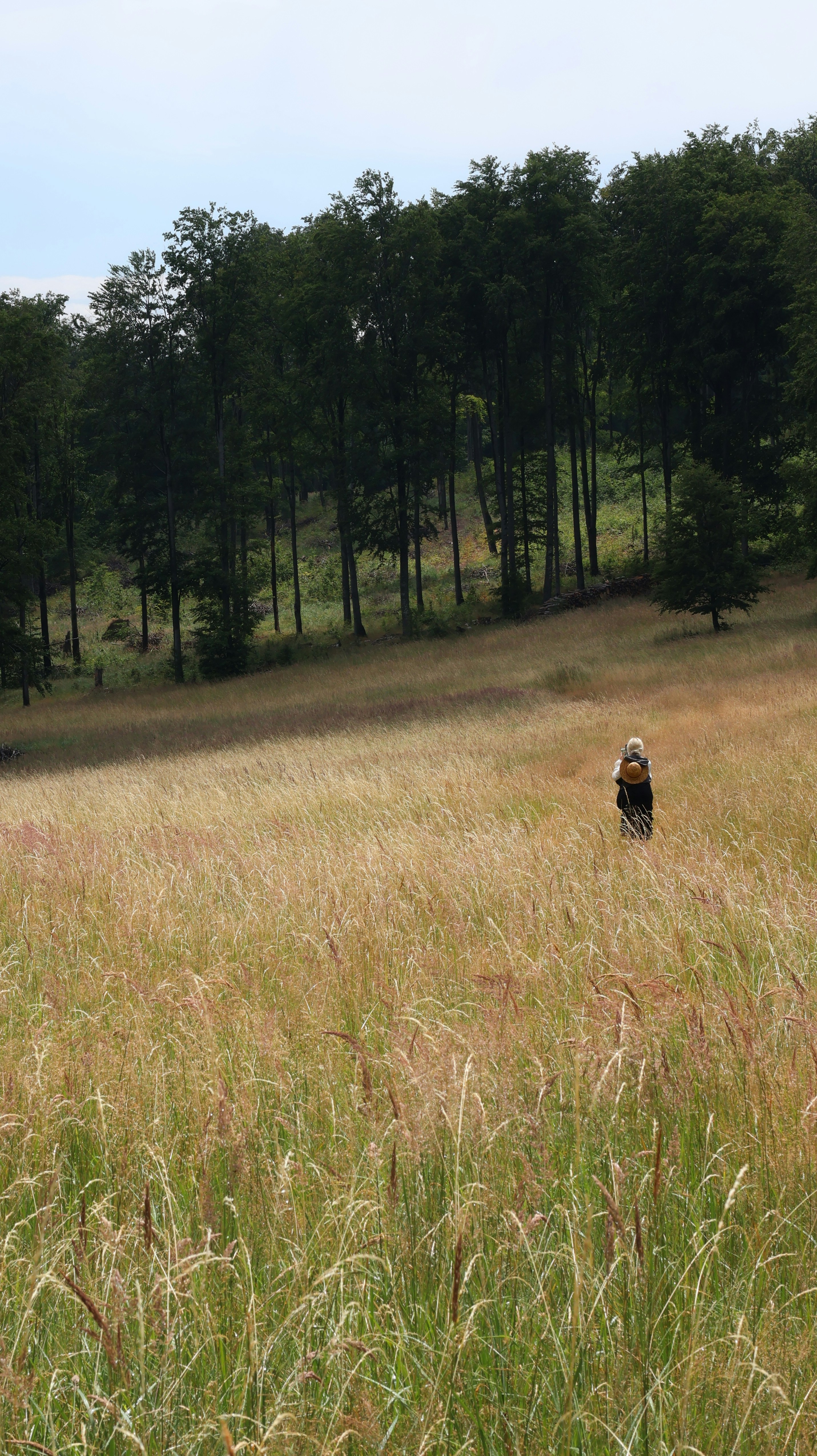 Person in a straw hat walking alone through a wide meadow of tall golden grass toward a stand of pines