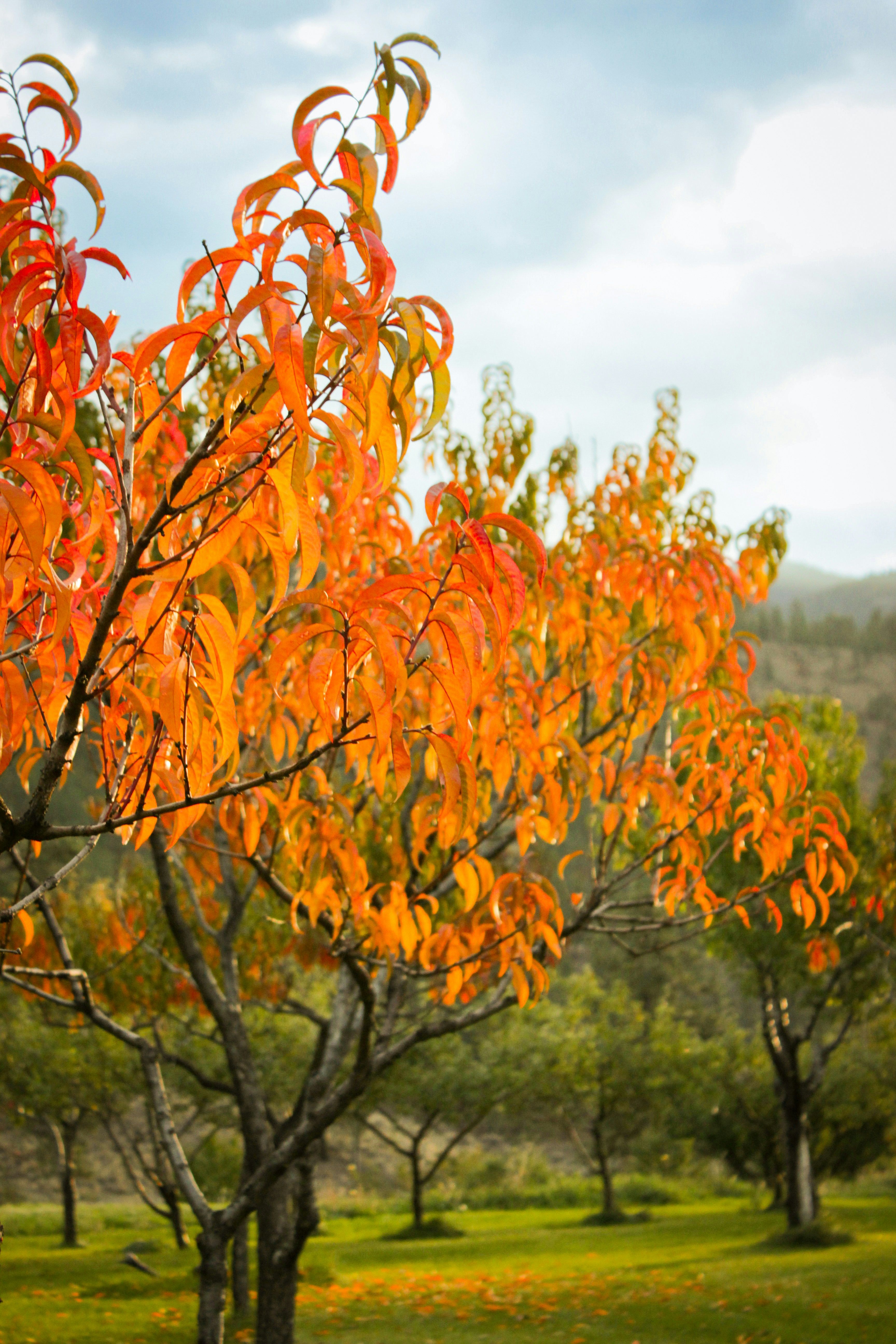 A peach tree with vibrant orange leaves in an orchard under a cloudy sky