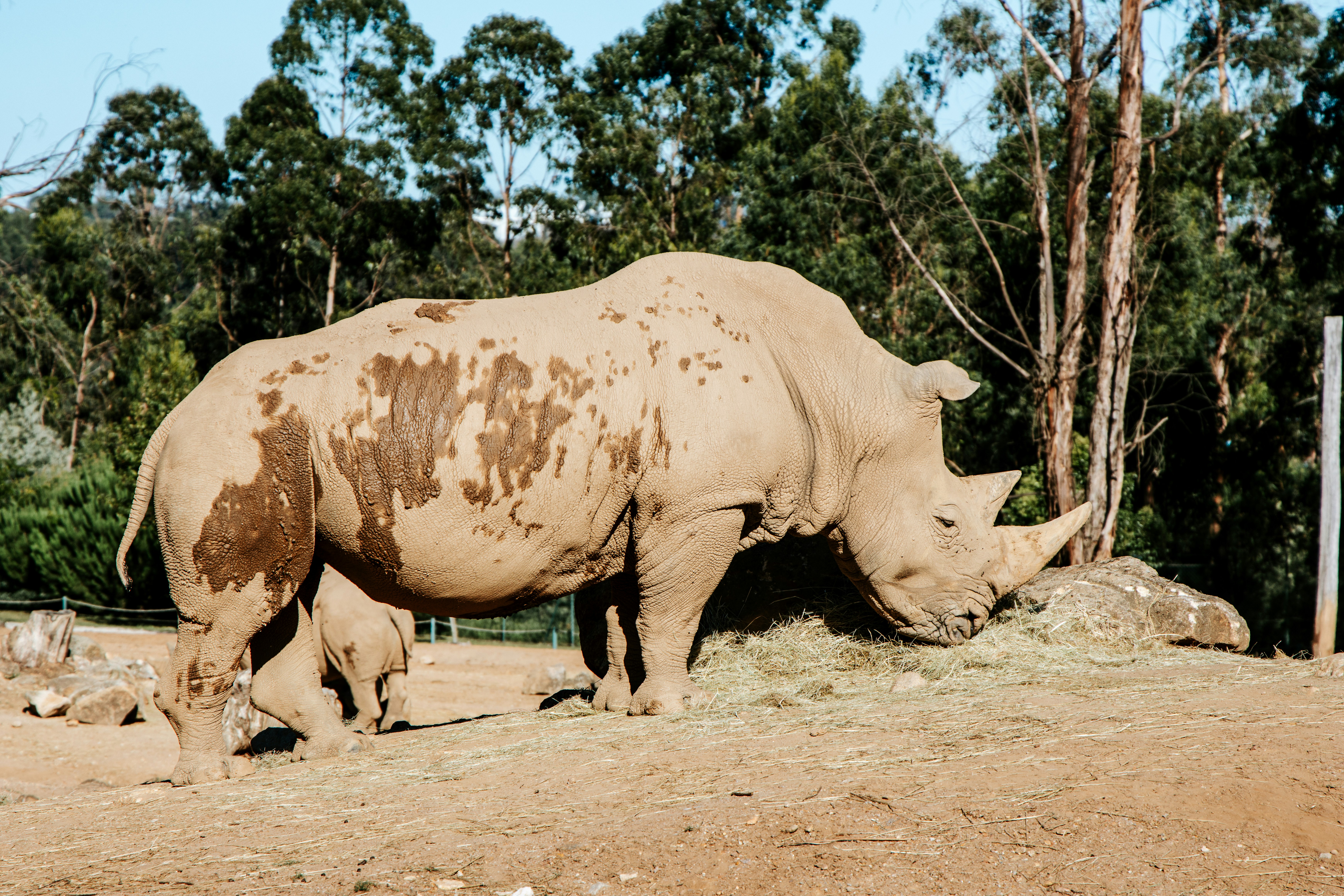 A rhinoceros in a sanctuary enclosure