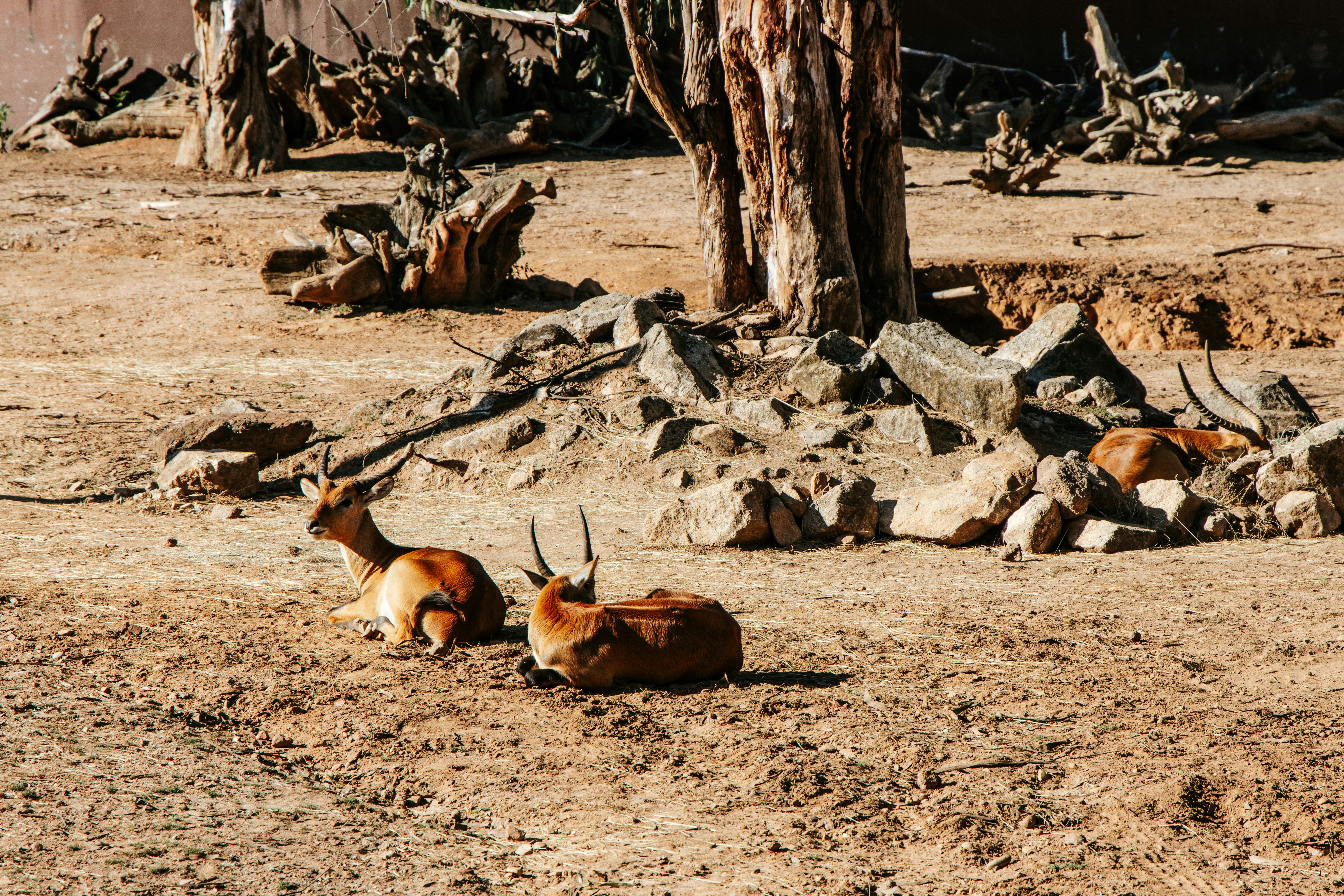 Three impalas resting on dry earth near rocks and a tree trunk