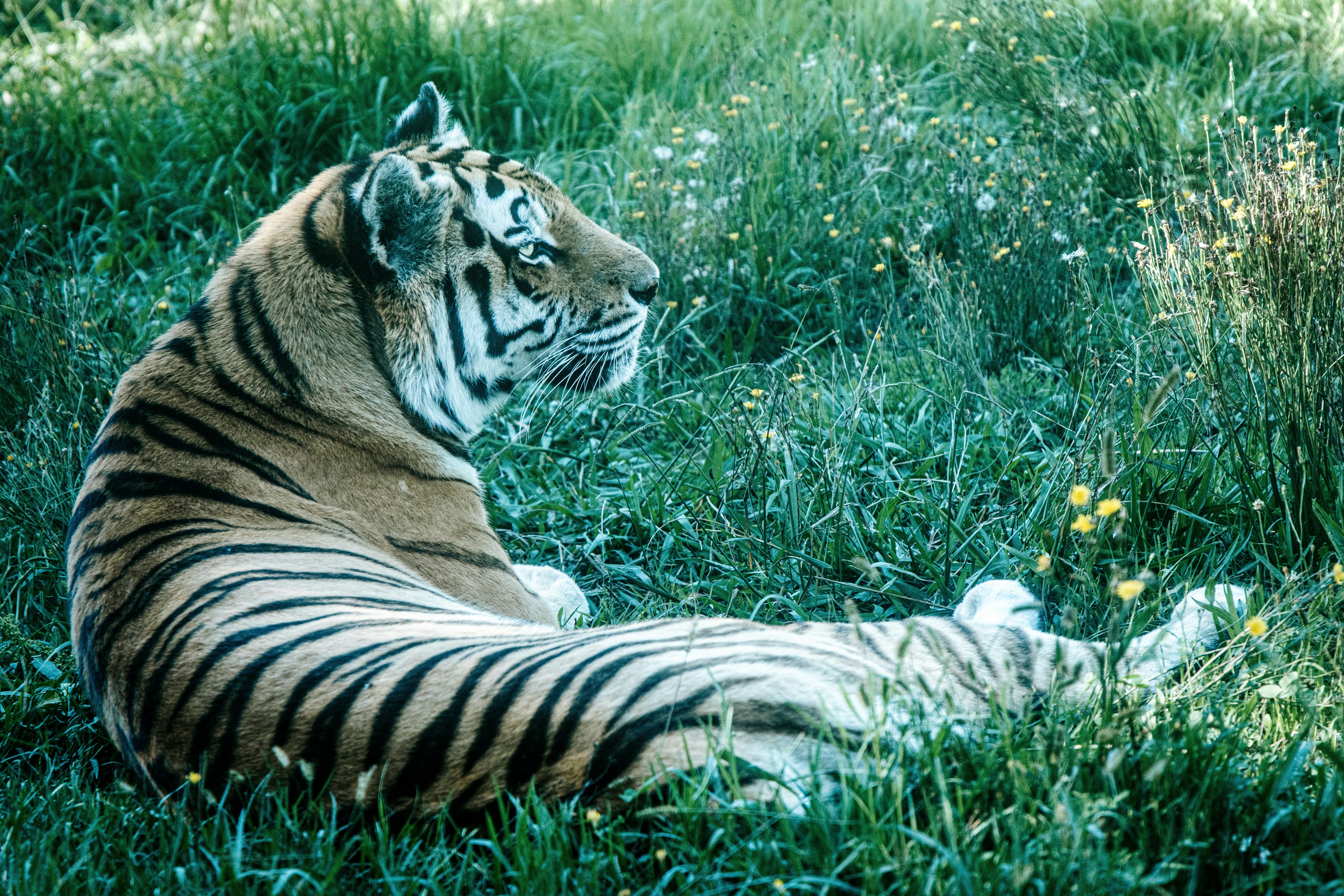 A tiger resting in tall green grass with small yellow wildflowers