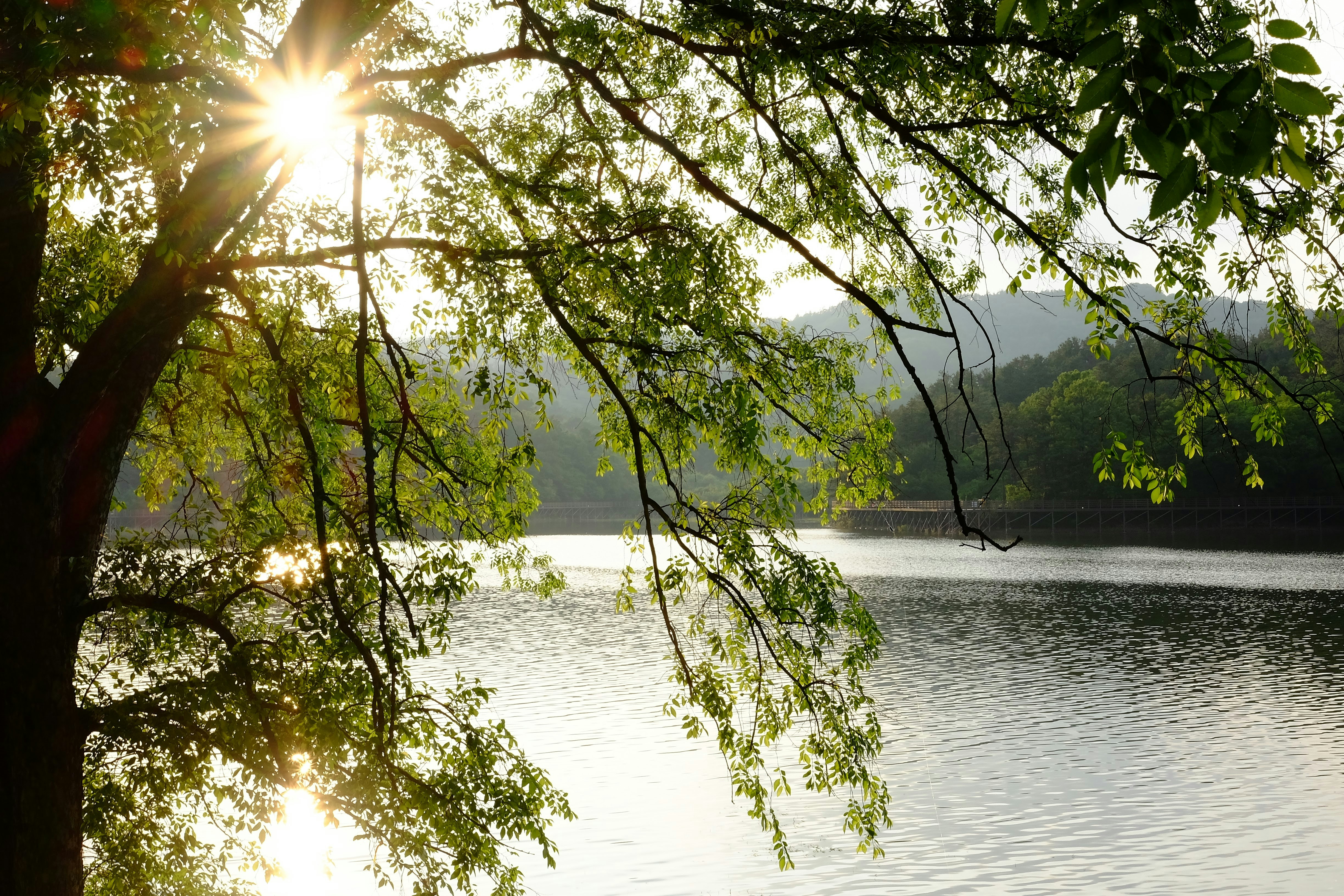Low sun shining through the green leaves of a tree beside a lake