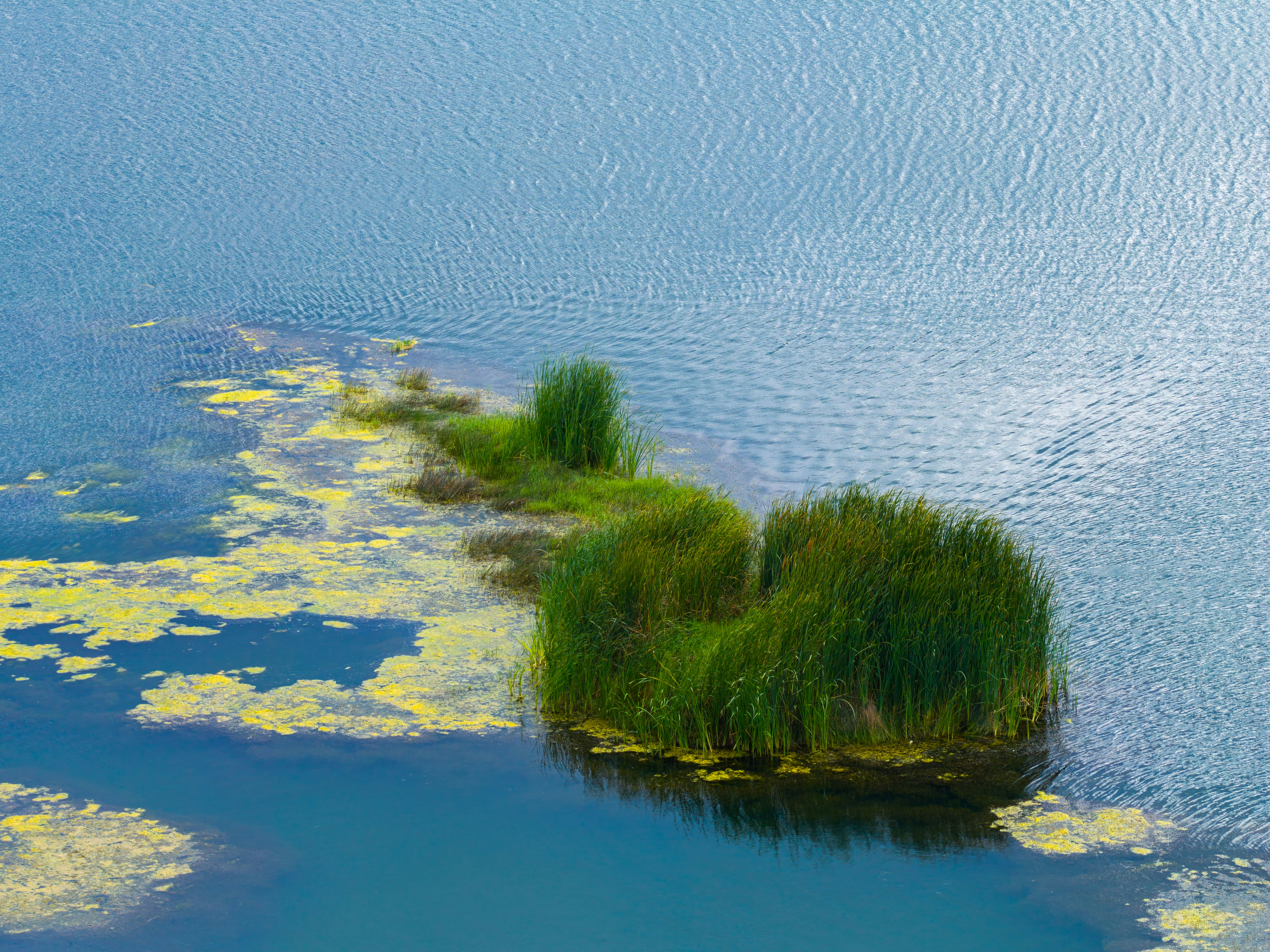 A small island of tall green reeds in blue water with yellow algae