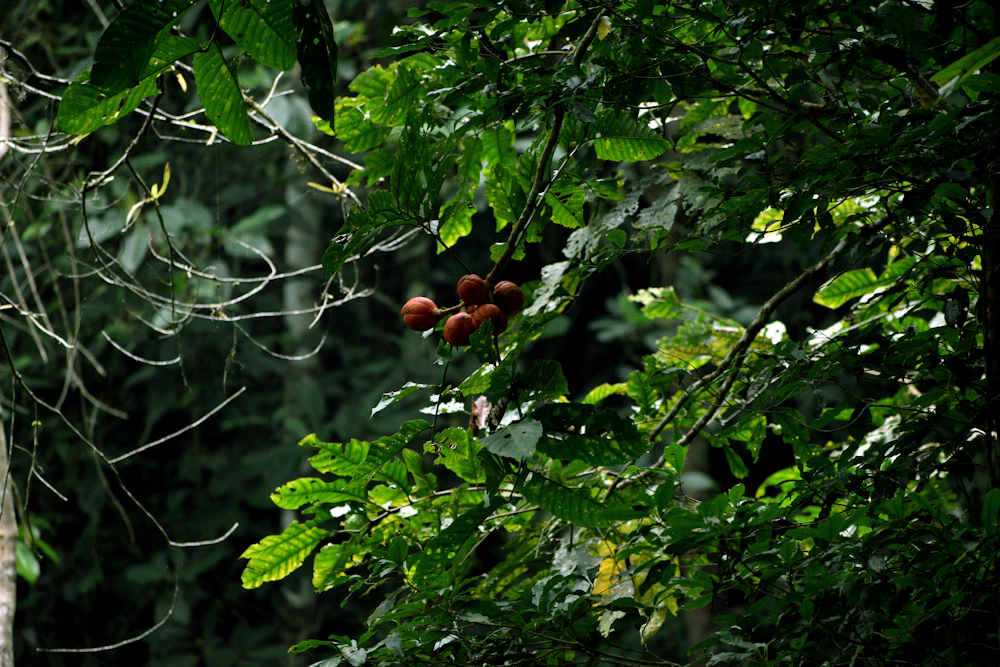 Frutos silvestres del bosque tropical
