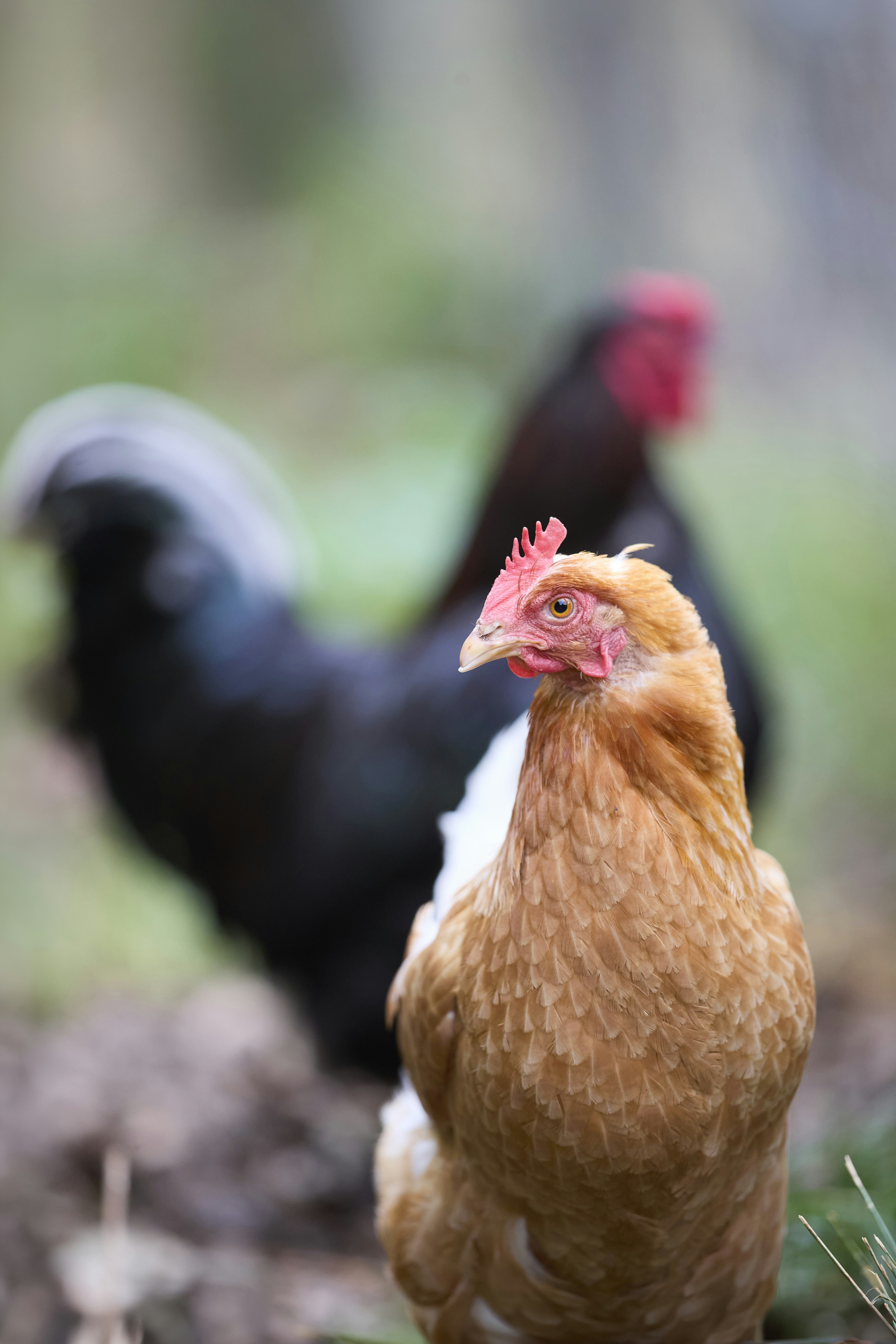 Brown chicken with blurred black chicken - Free Photo on Unsplash