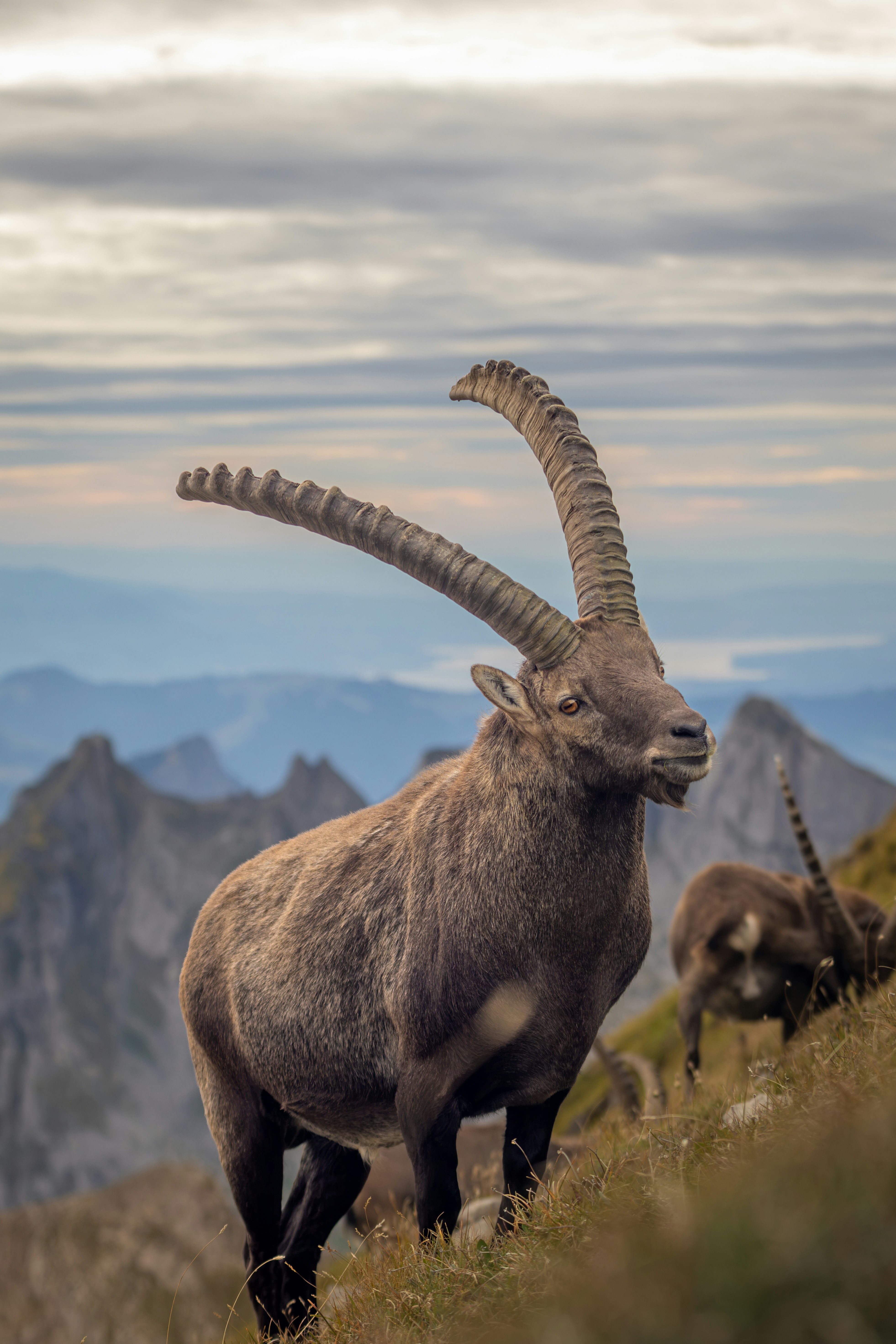 An Alpine ibex with long curved horns on a grassy mountain slope