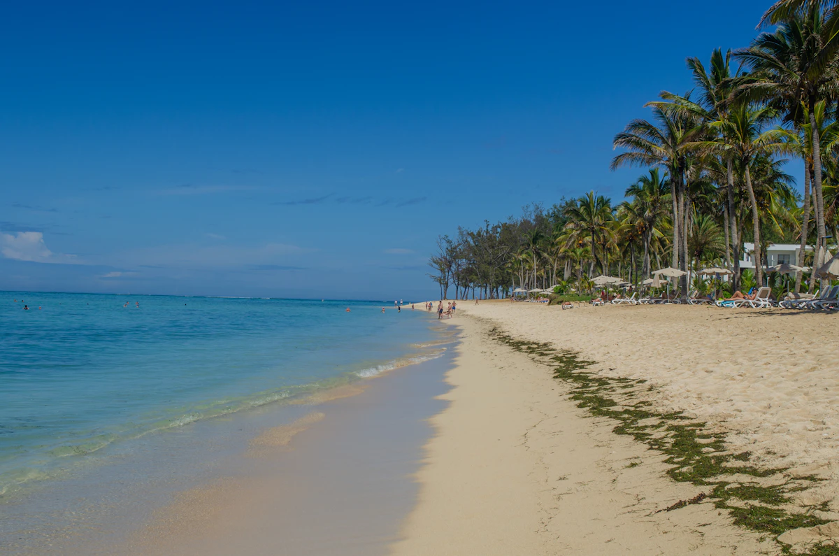 A sandy beach with palm trees and loungers