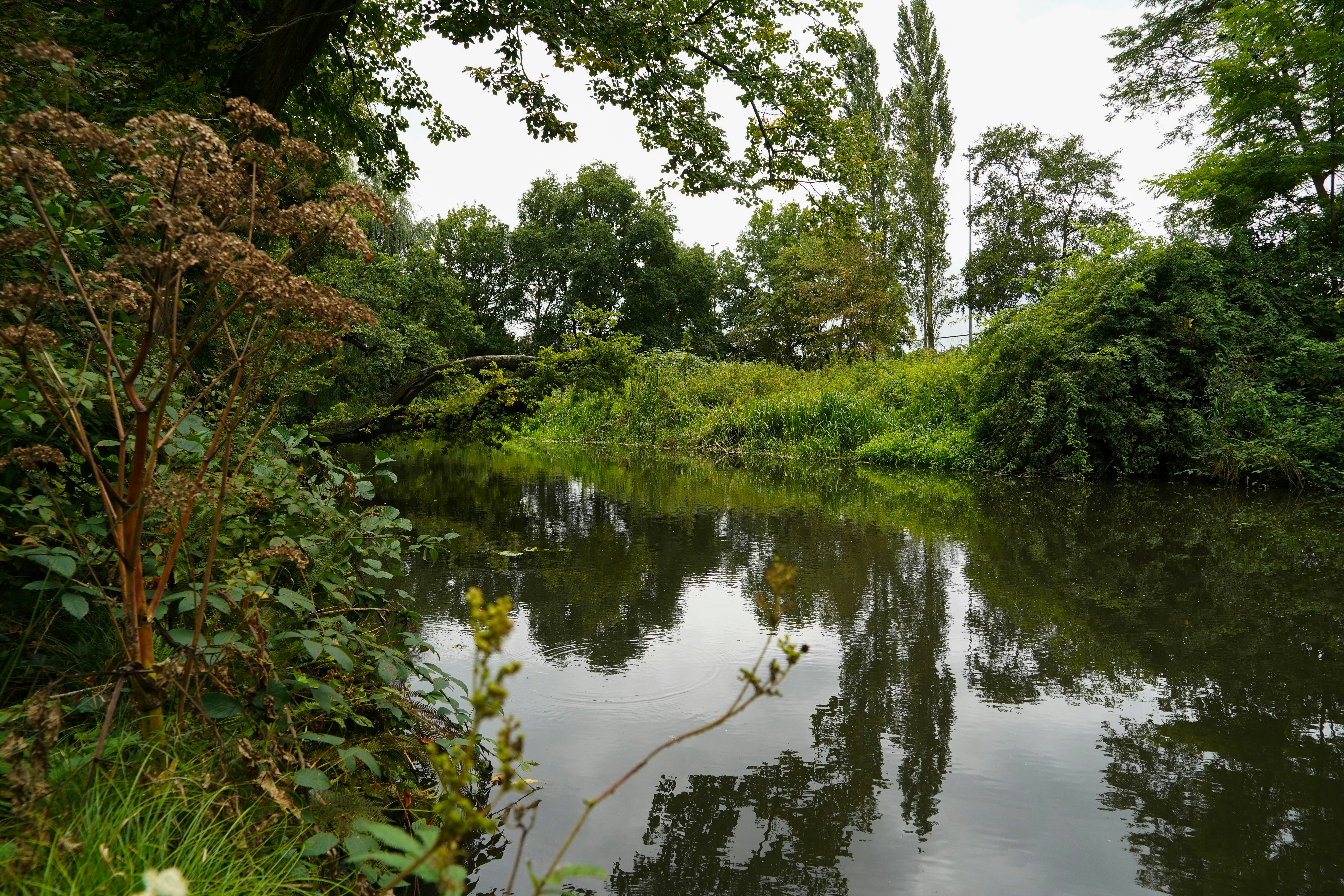 Ein ruhiger Fluss, der üppig grüne Bäume und Laub an einem bewölkten Tag widerspiegelt