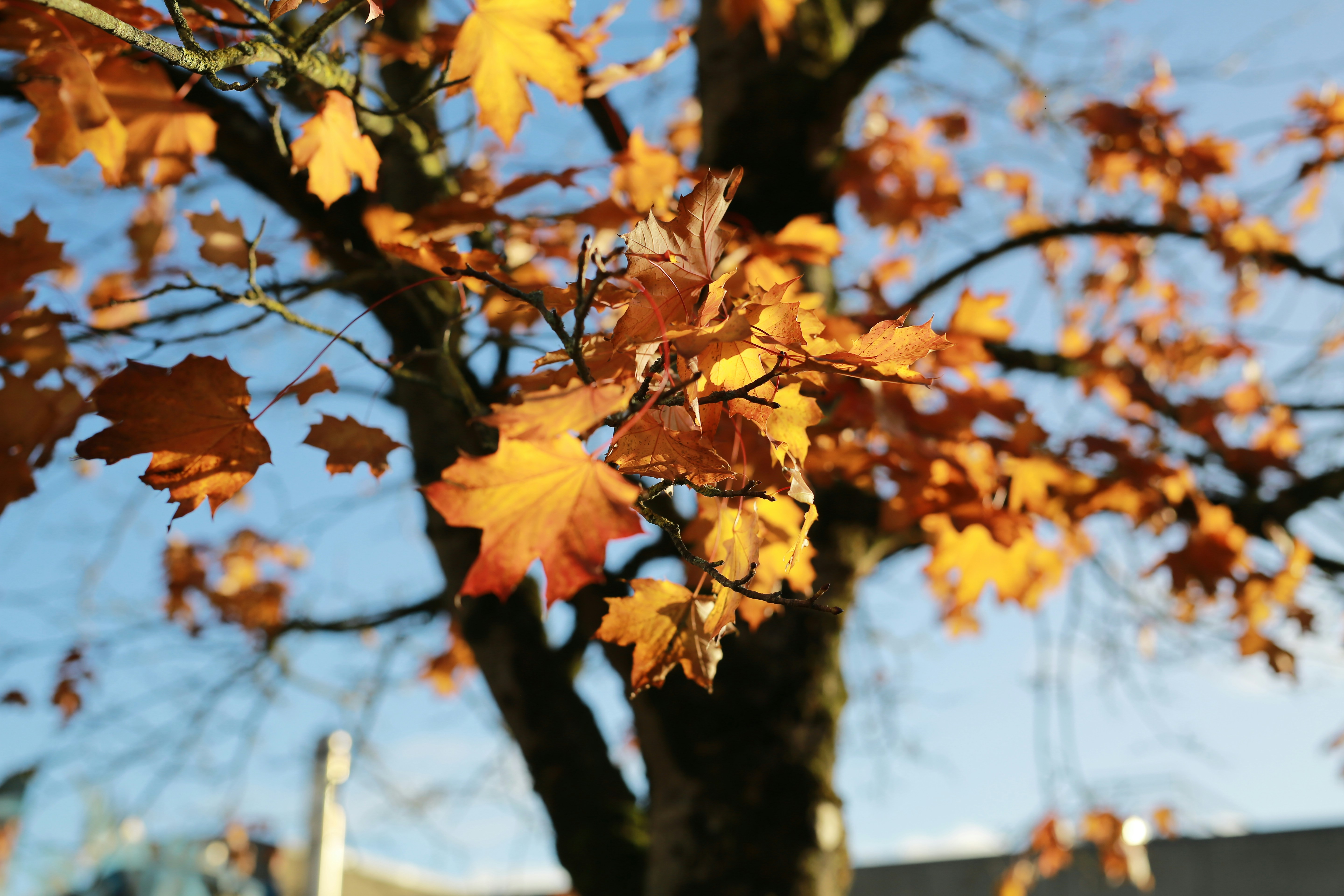 Golden maple leaves on branches against a clear blue sky in autumn