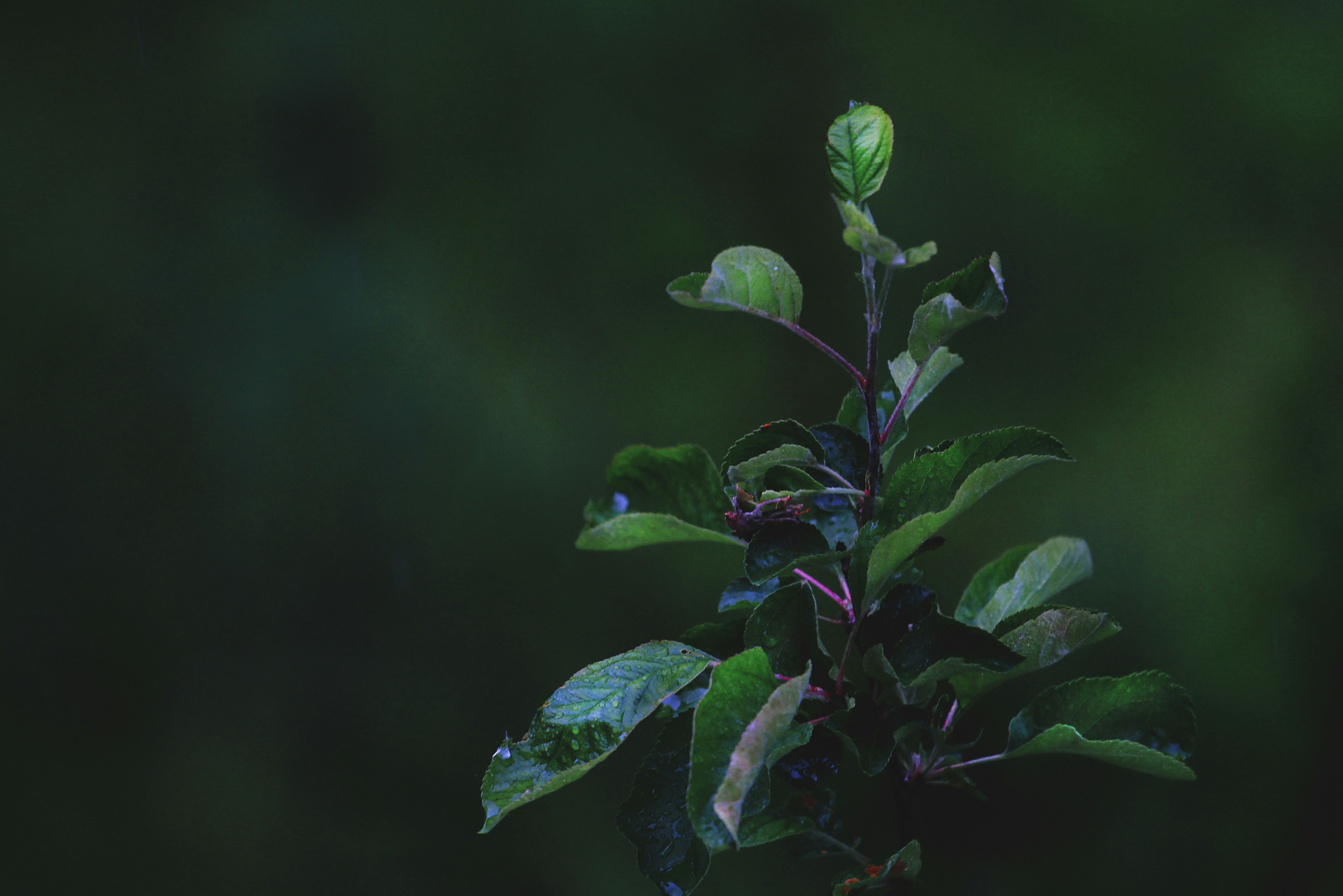 Small Apple Tree Branch with Green Leaves Against a