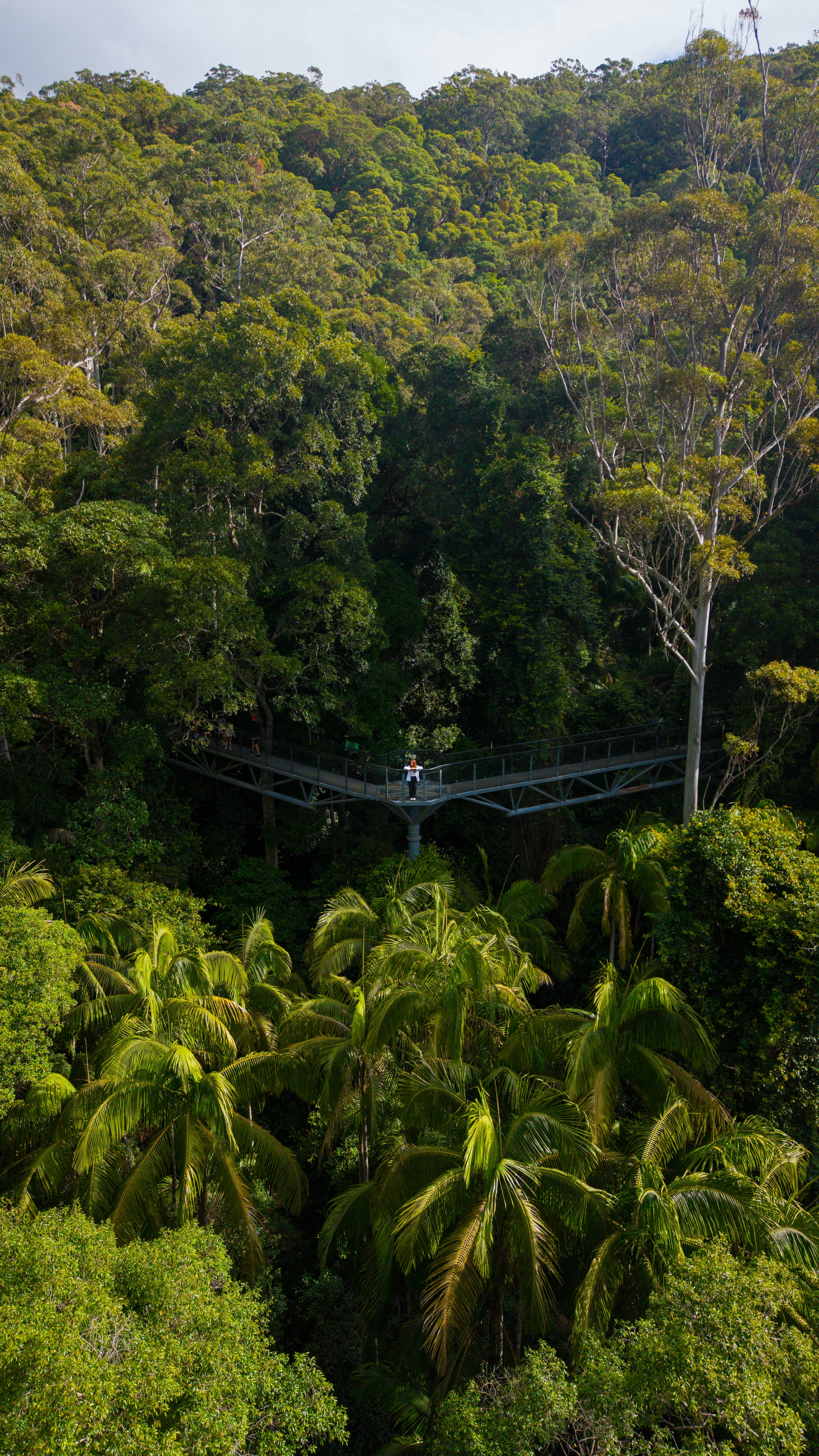 An eco-adventure offering a unique and thrilling way to explore the beautiful rainforest canopies - 相关推荐
