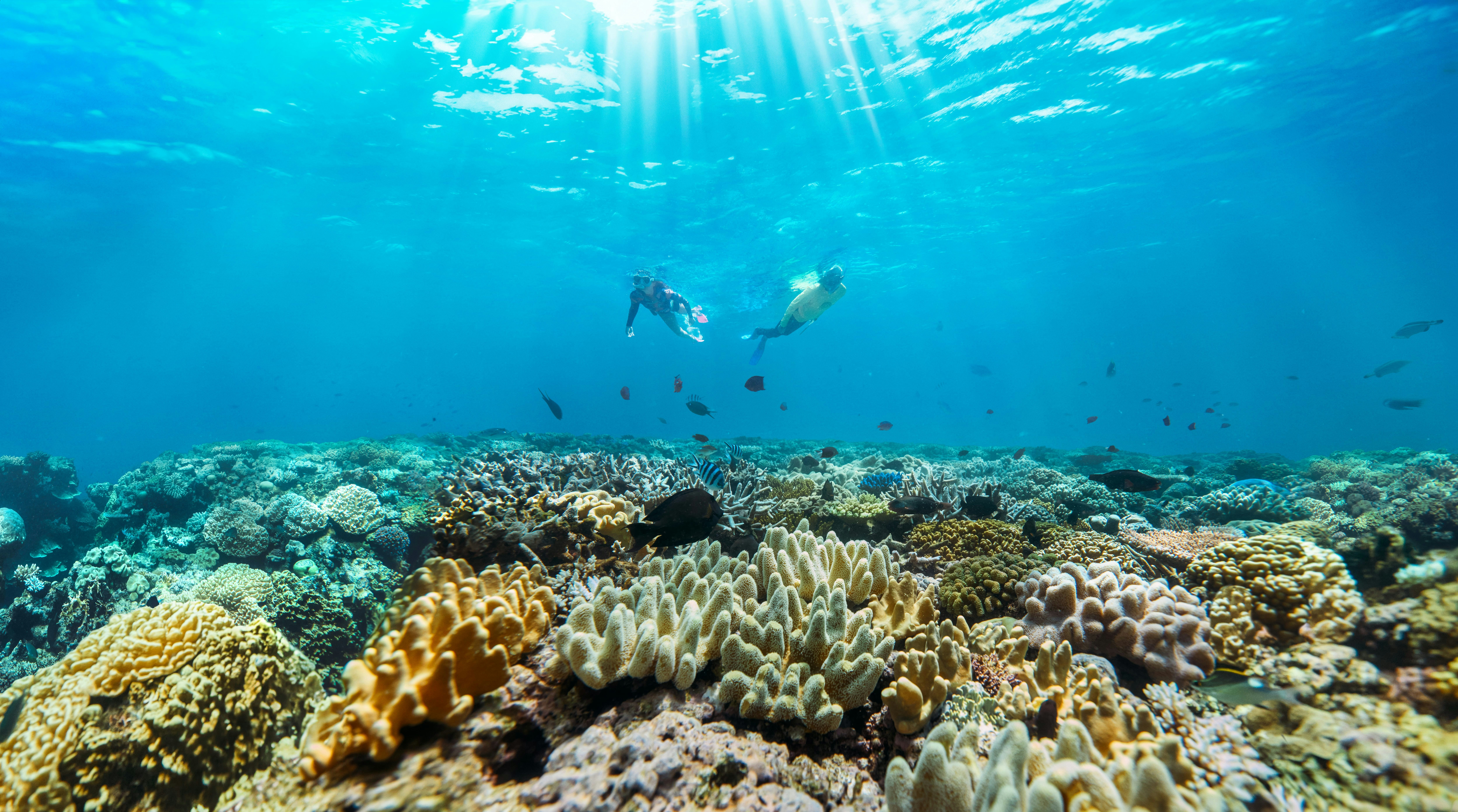 Snorkelling underwater exploring the coral and marine life of the Great Barrier Reef