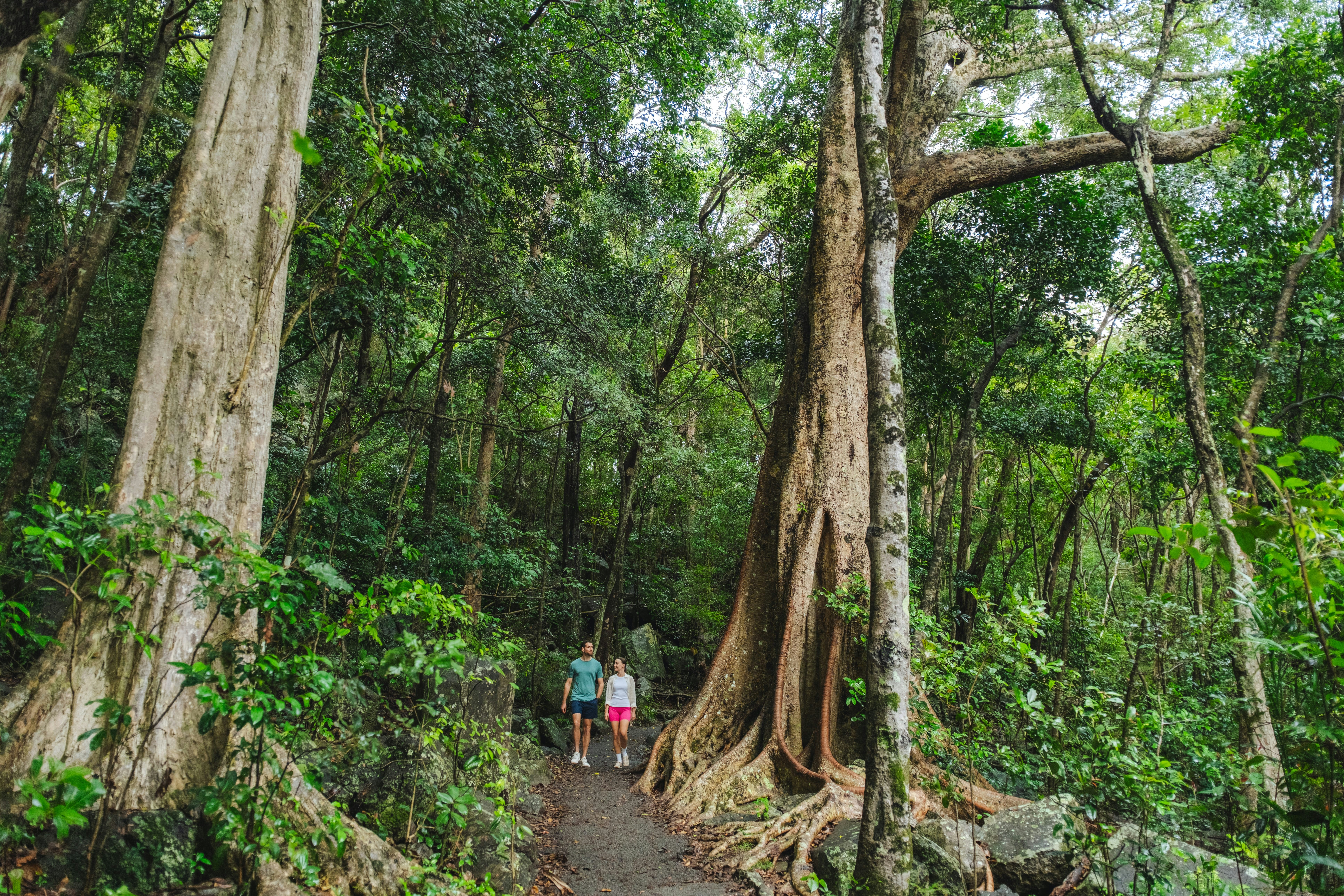 Lush rainforest track on Burleigh Headland
