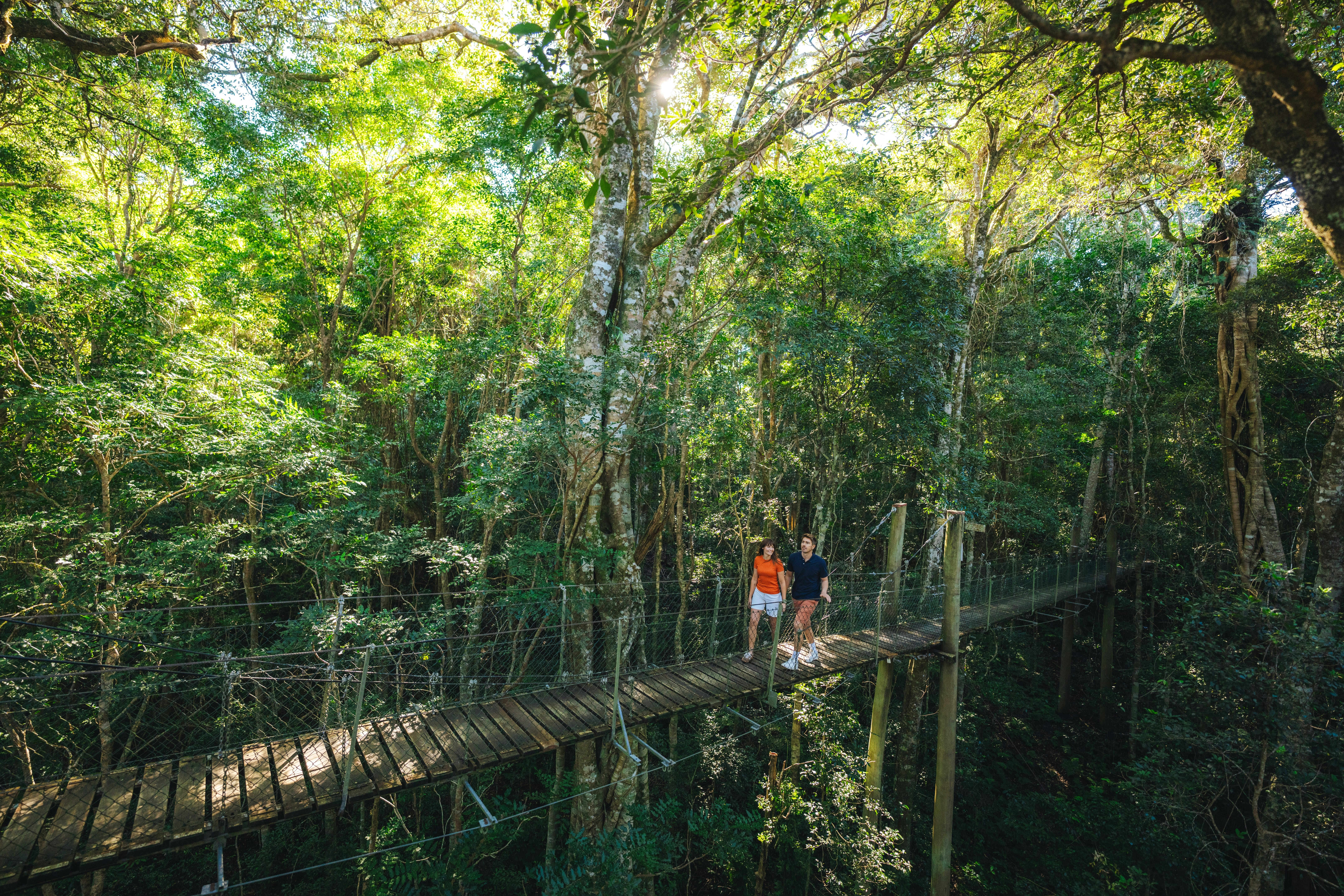 Suspension bridge canopy walk through the national park at O'Reilly's - 相关推荐