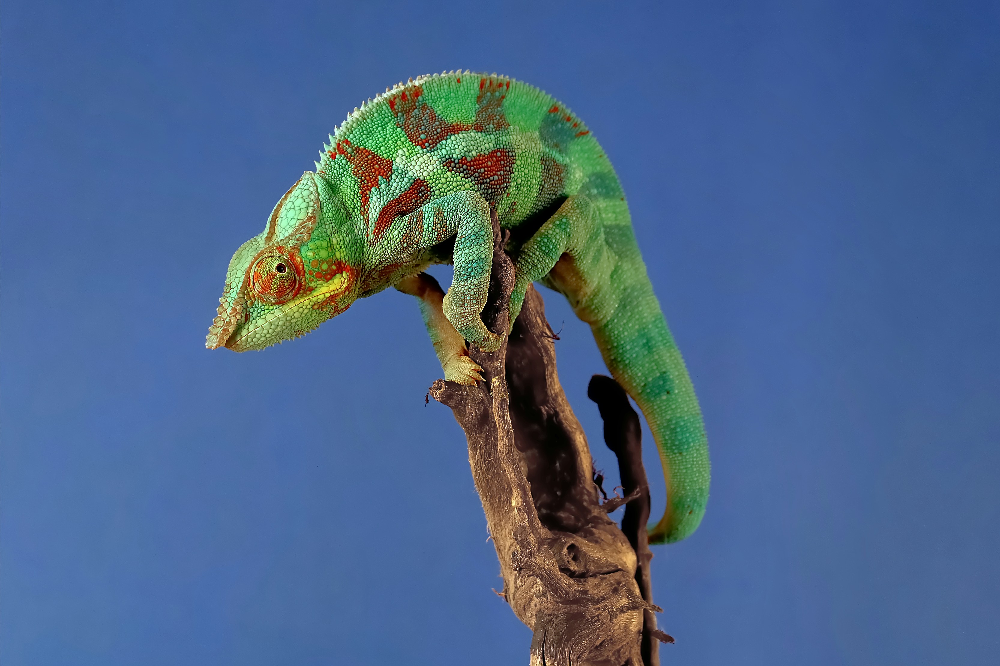 A green and red panther chameleon perched on a weathered wooden branch