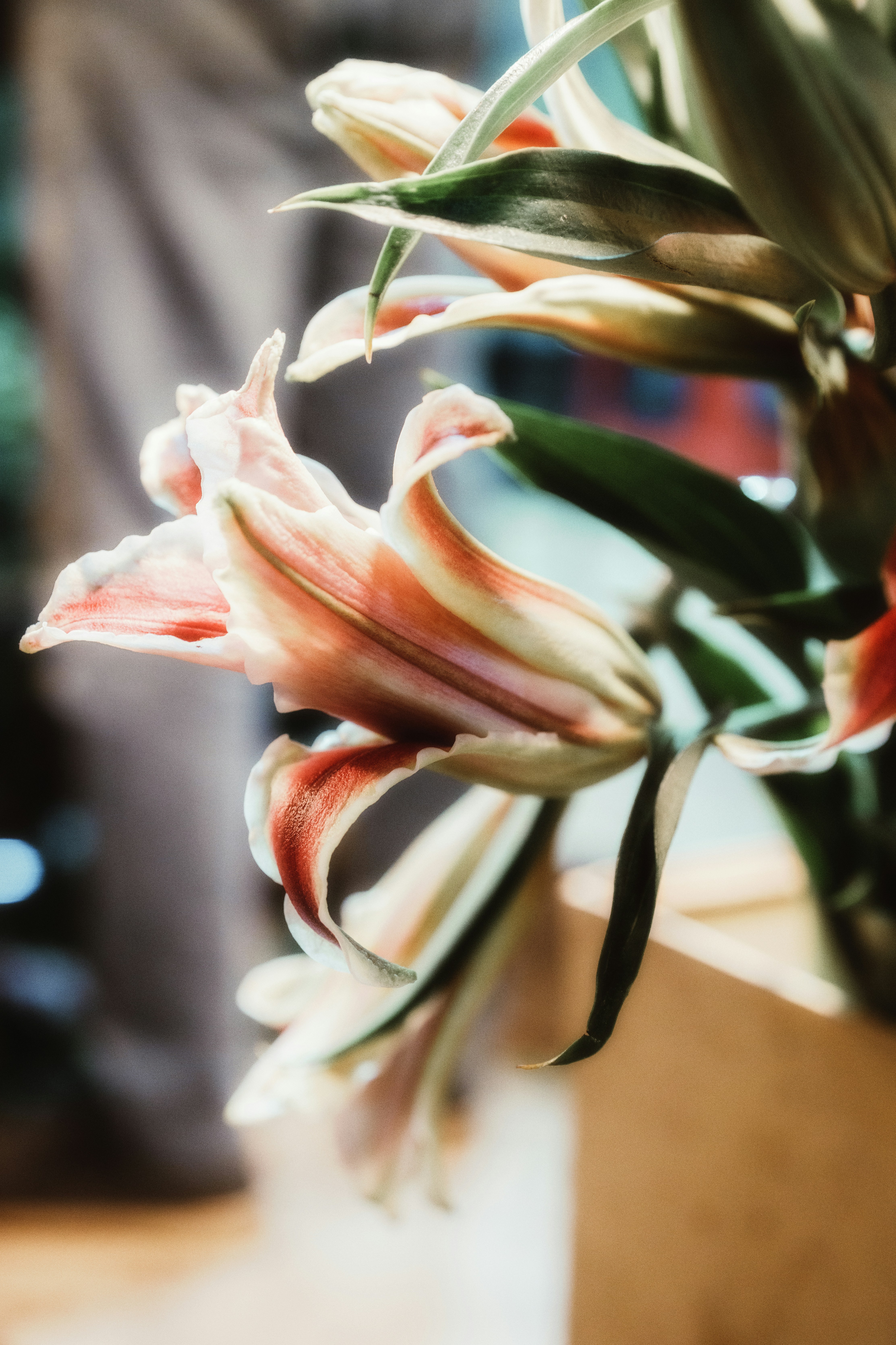 Pink and white lily flowers with curved petals and green leaves