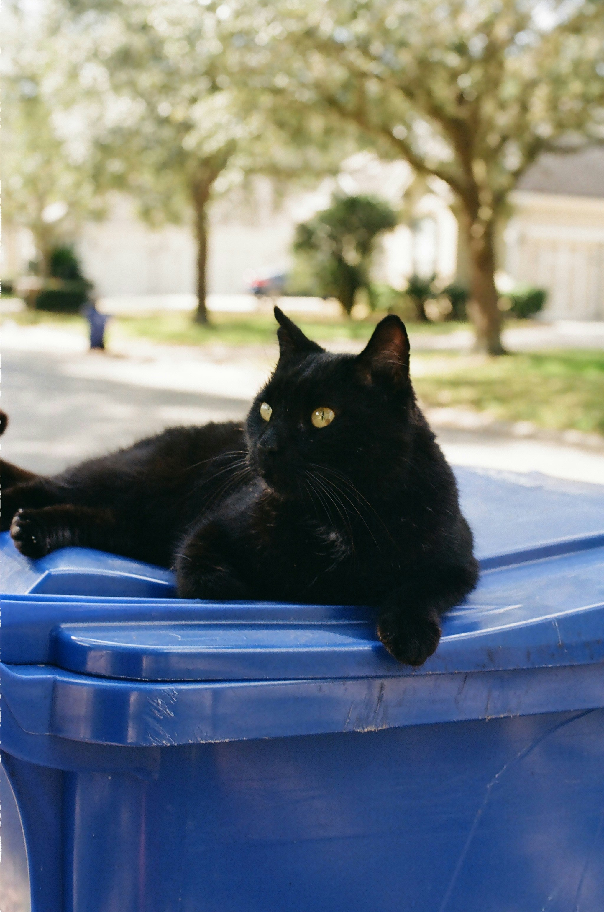 A black cat resting on a blue plastic bin in a sunlit neighborhood