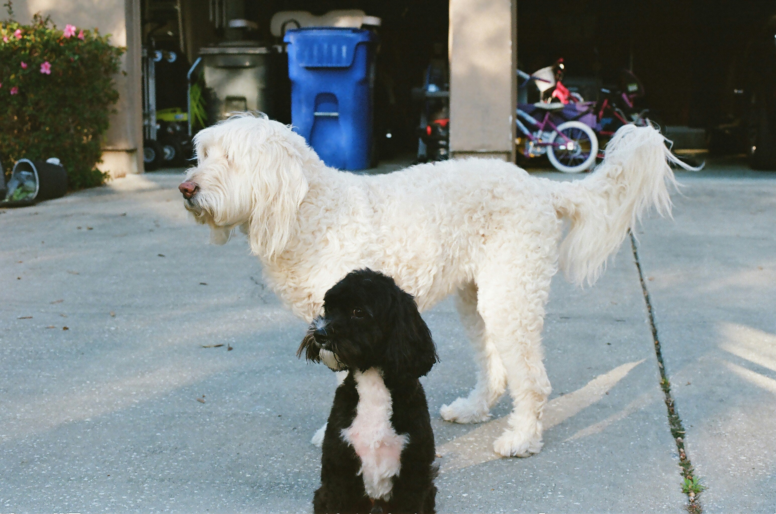 A large white dog and a small black dog on a concrete driveway