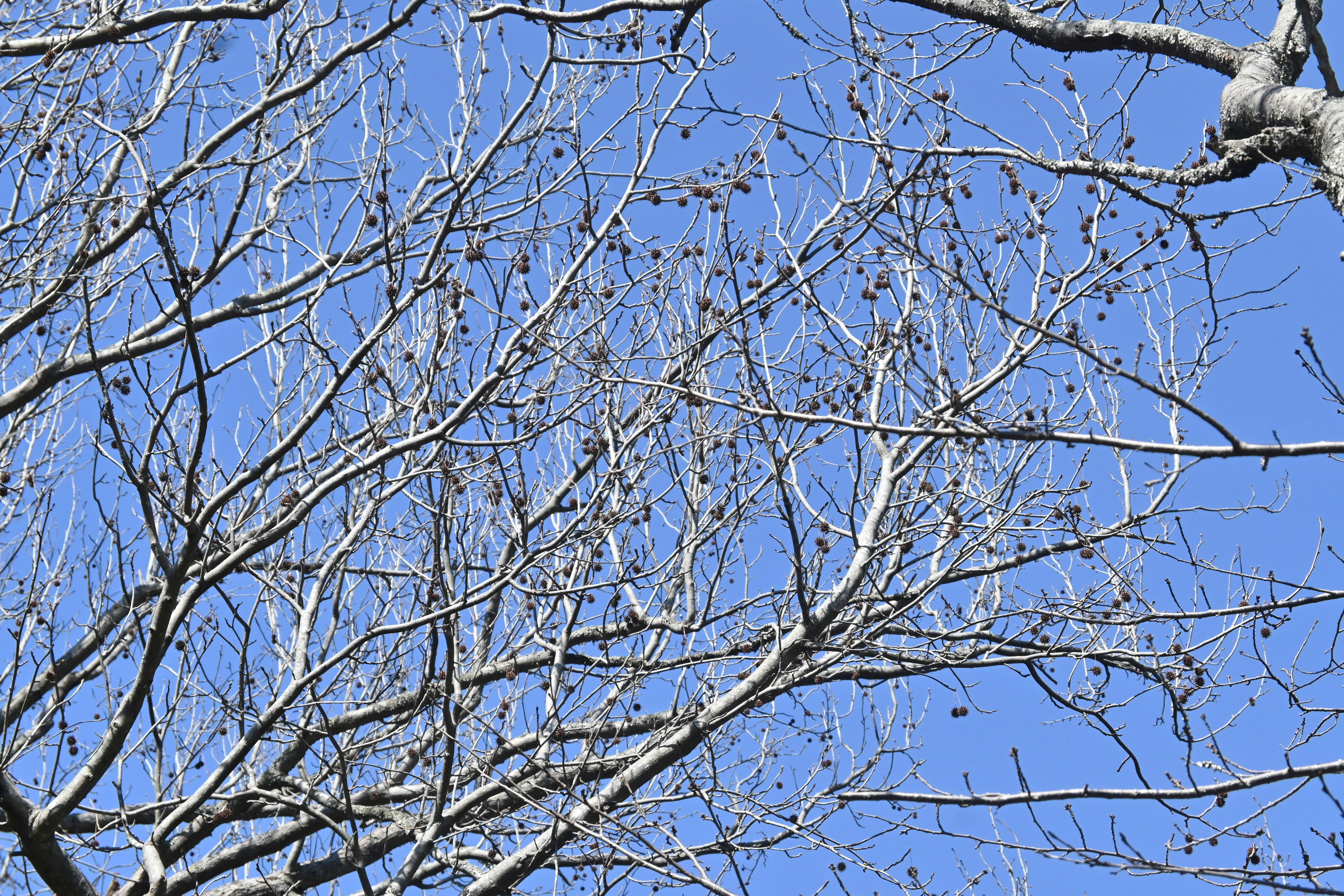 Bare tree branches with hanging seed pods against a clear blue sky