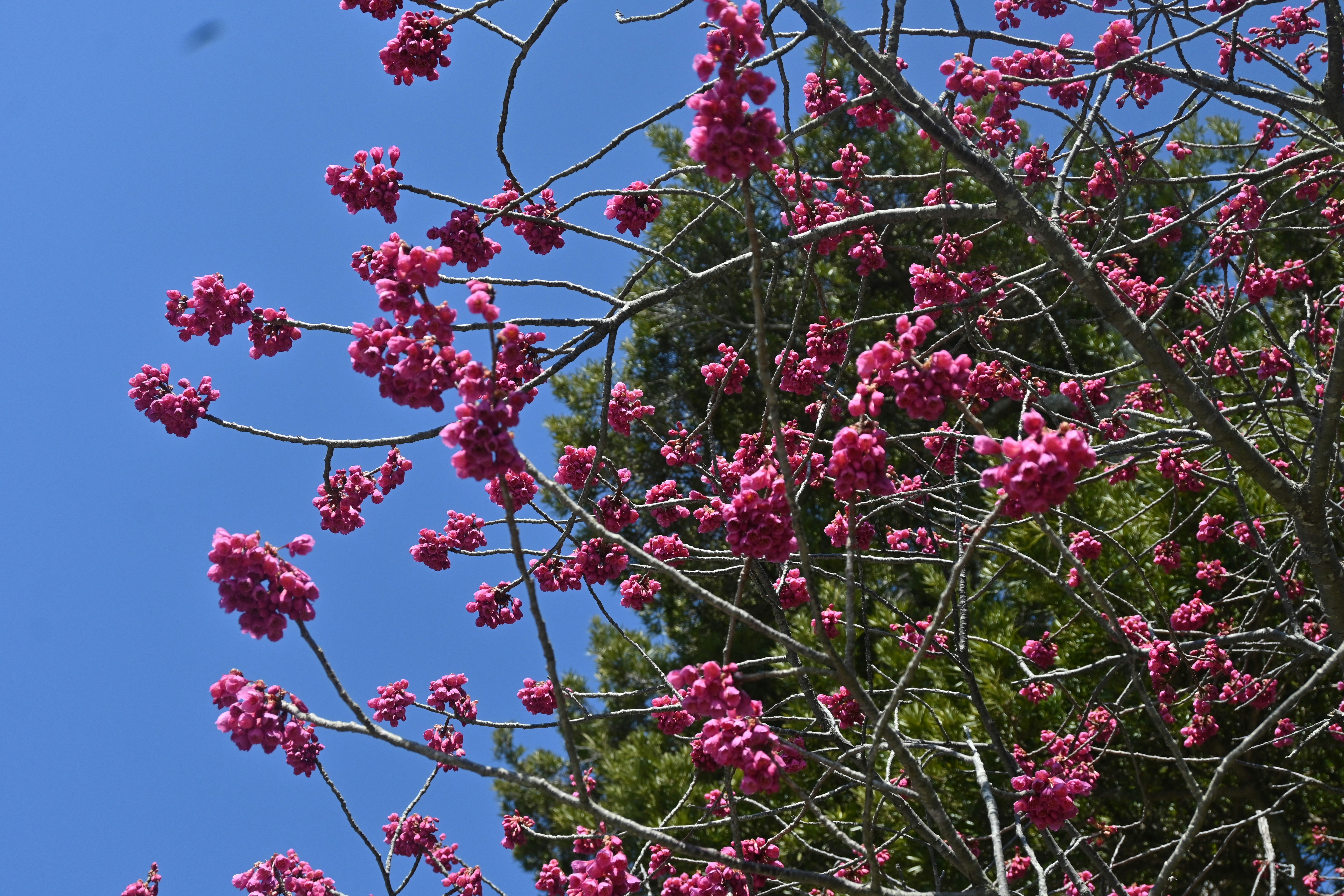 Pink blossoms on branches against a clear blue sky