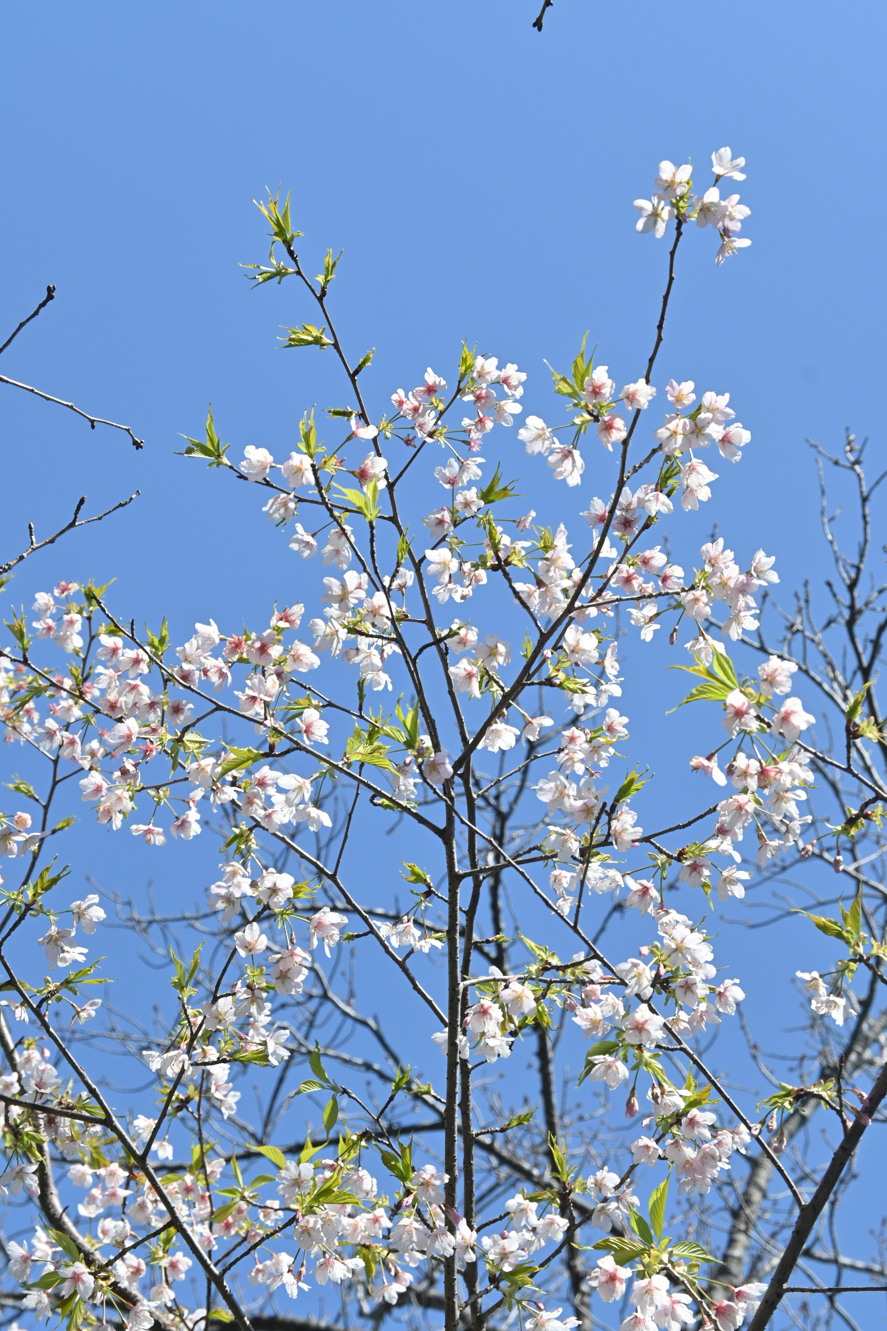 Cherry blossoms blooming on thin branches against a clear blue sky