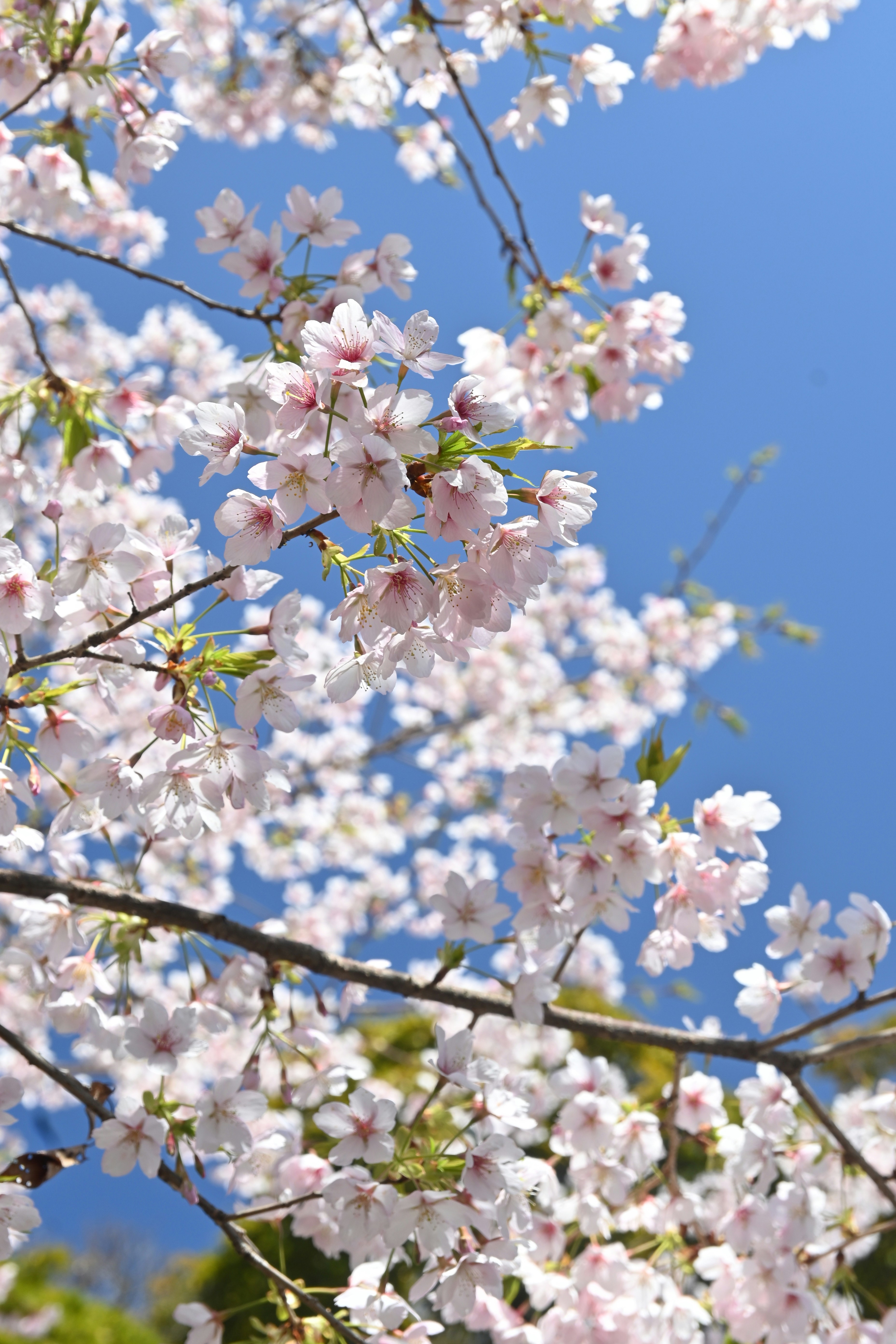 Pale pink cherry blossoms on branches against a clear blue sky