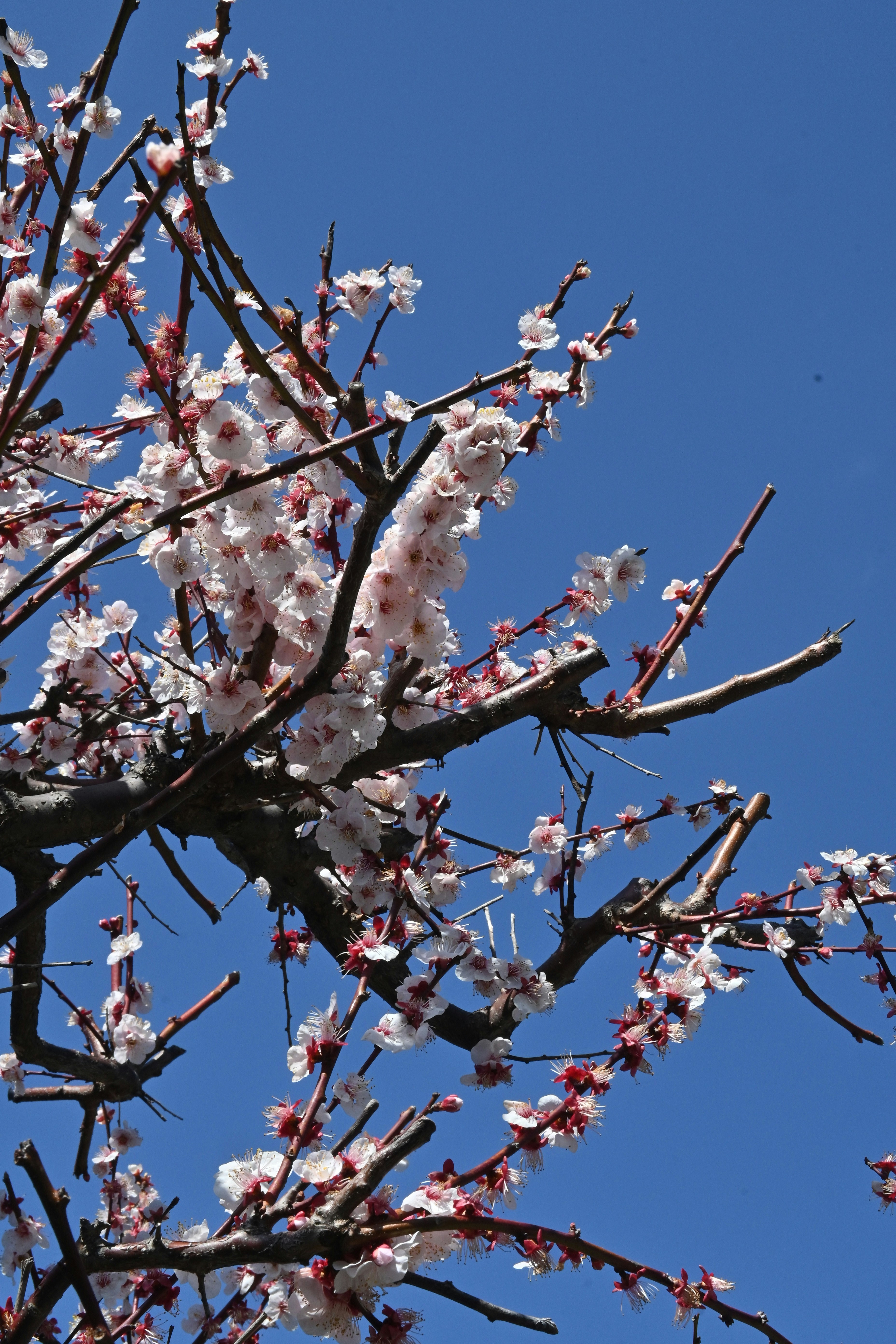 White and pink blossoms on tree branches against a clear blue sky