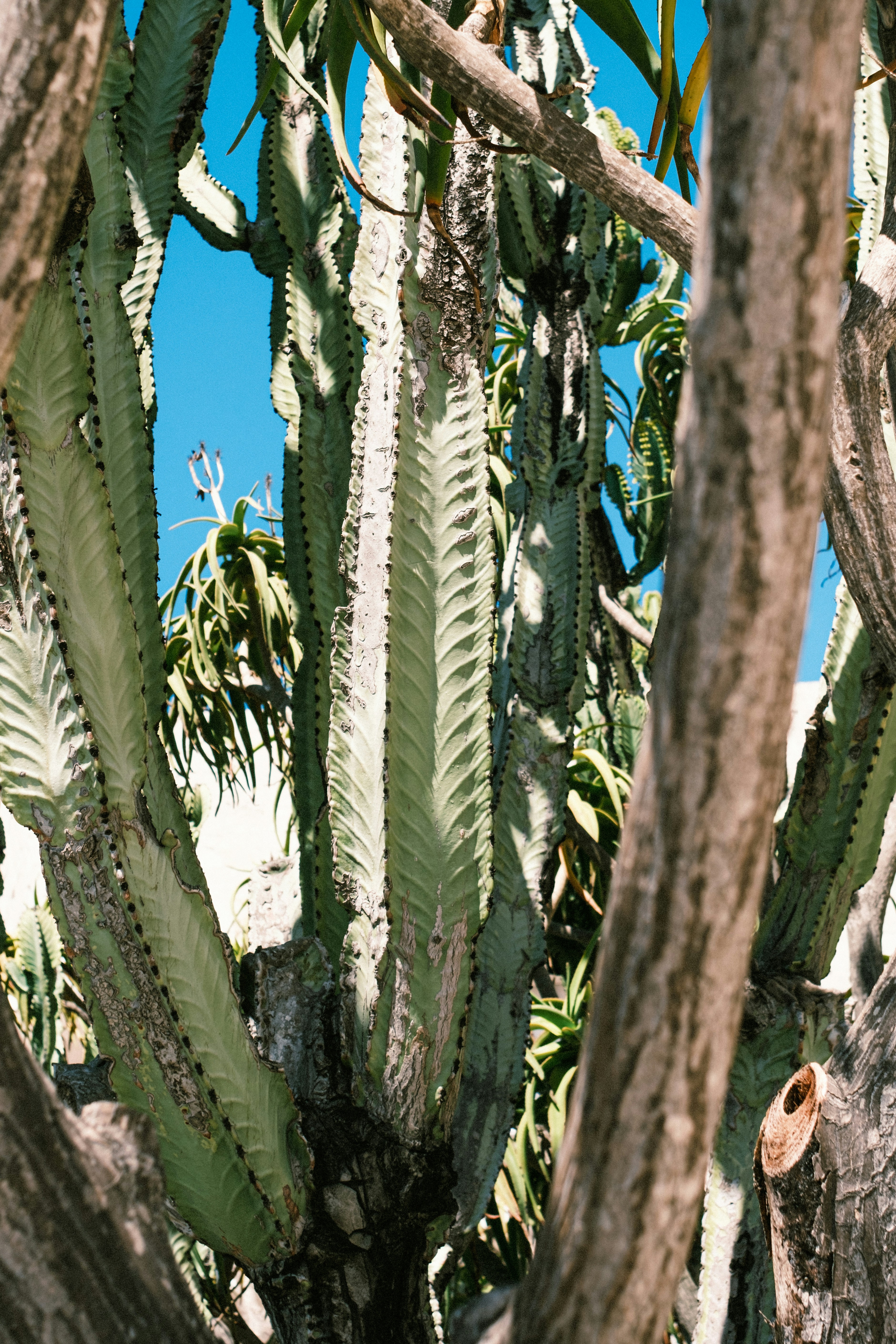 A tall green euphorbia cactus with ridged stems against a bright blue sky