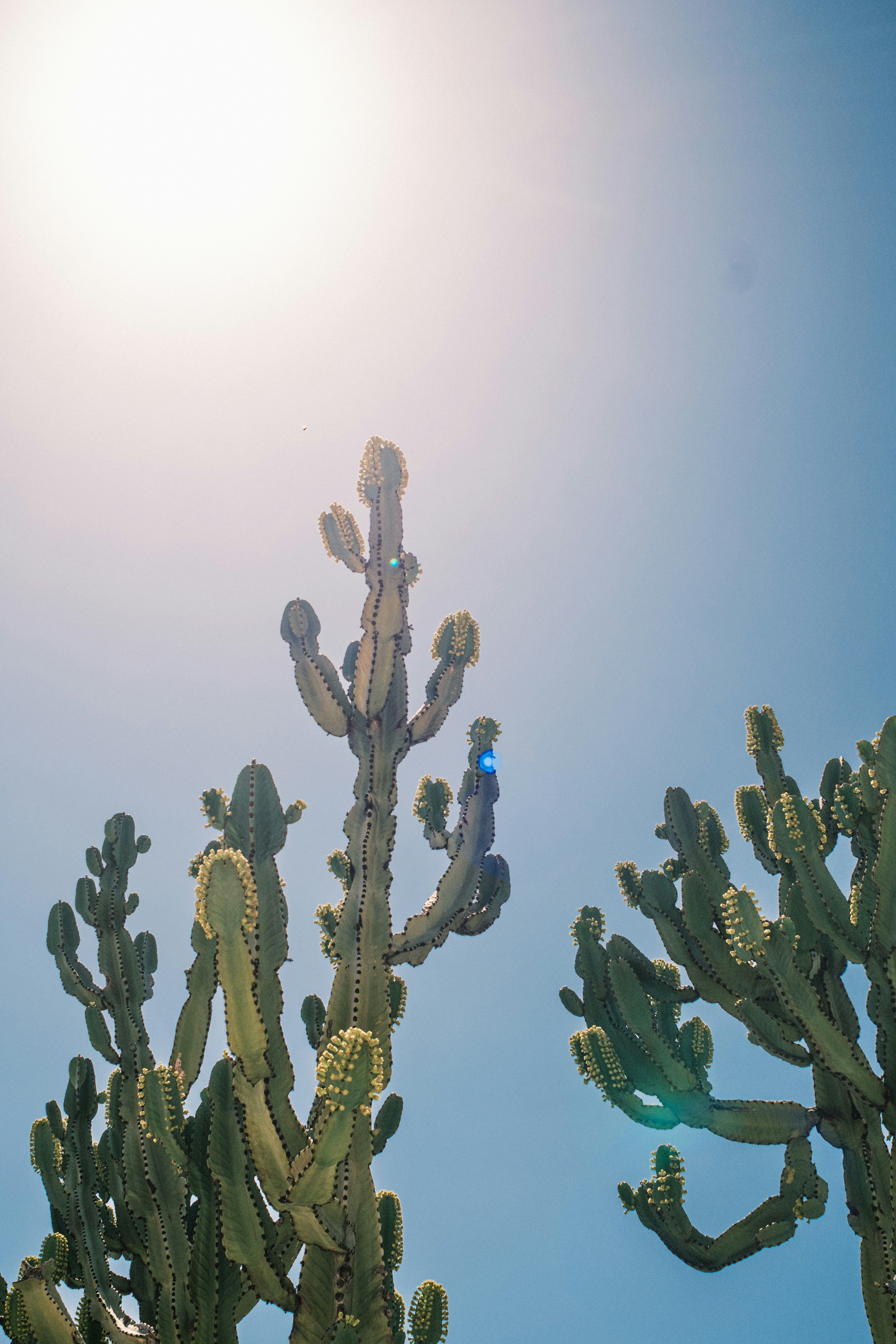 Two tall cacti with small yellow flowers against a bright blue sky
