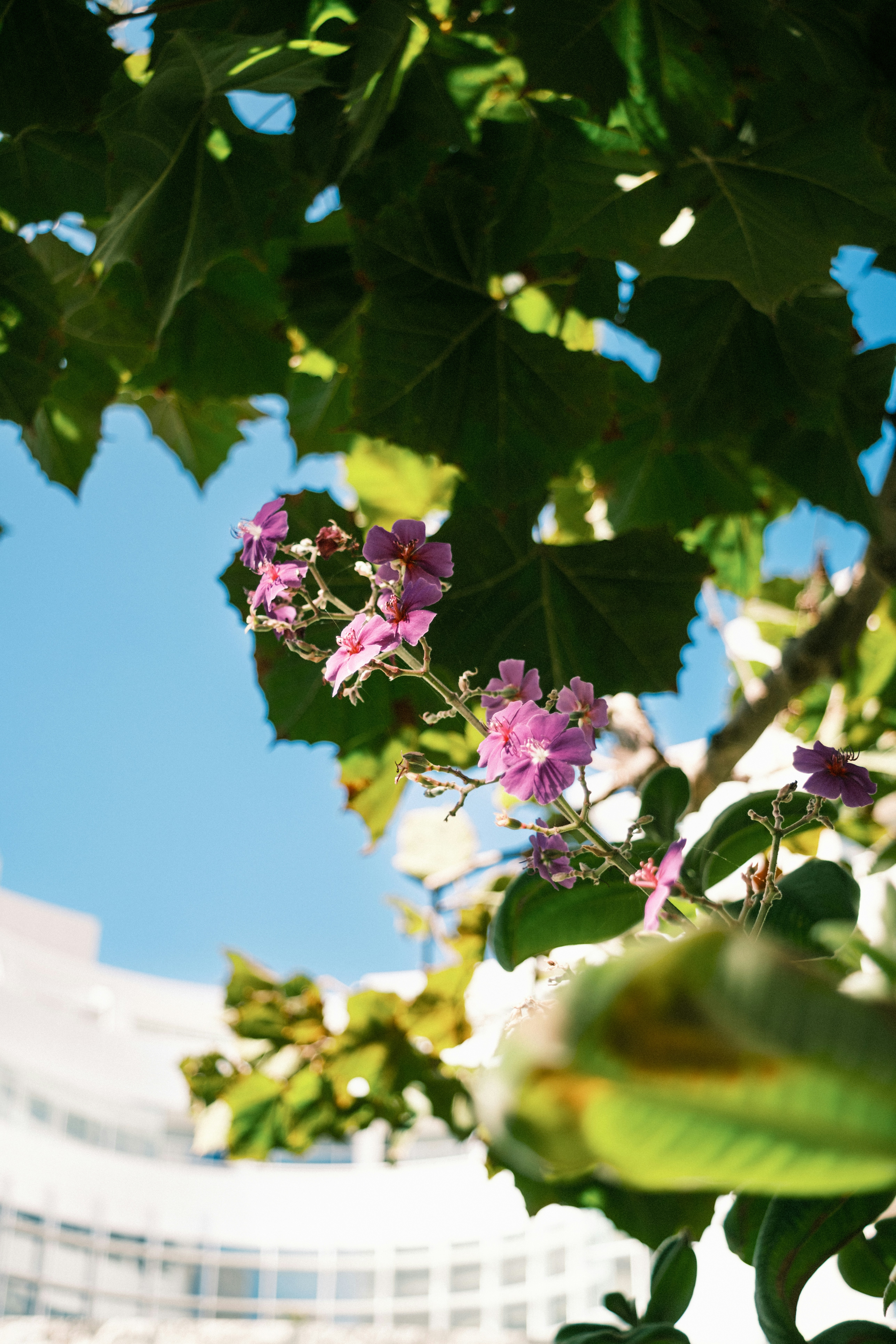 Purple flowers on a branch against a bright blue sky and blurred building