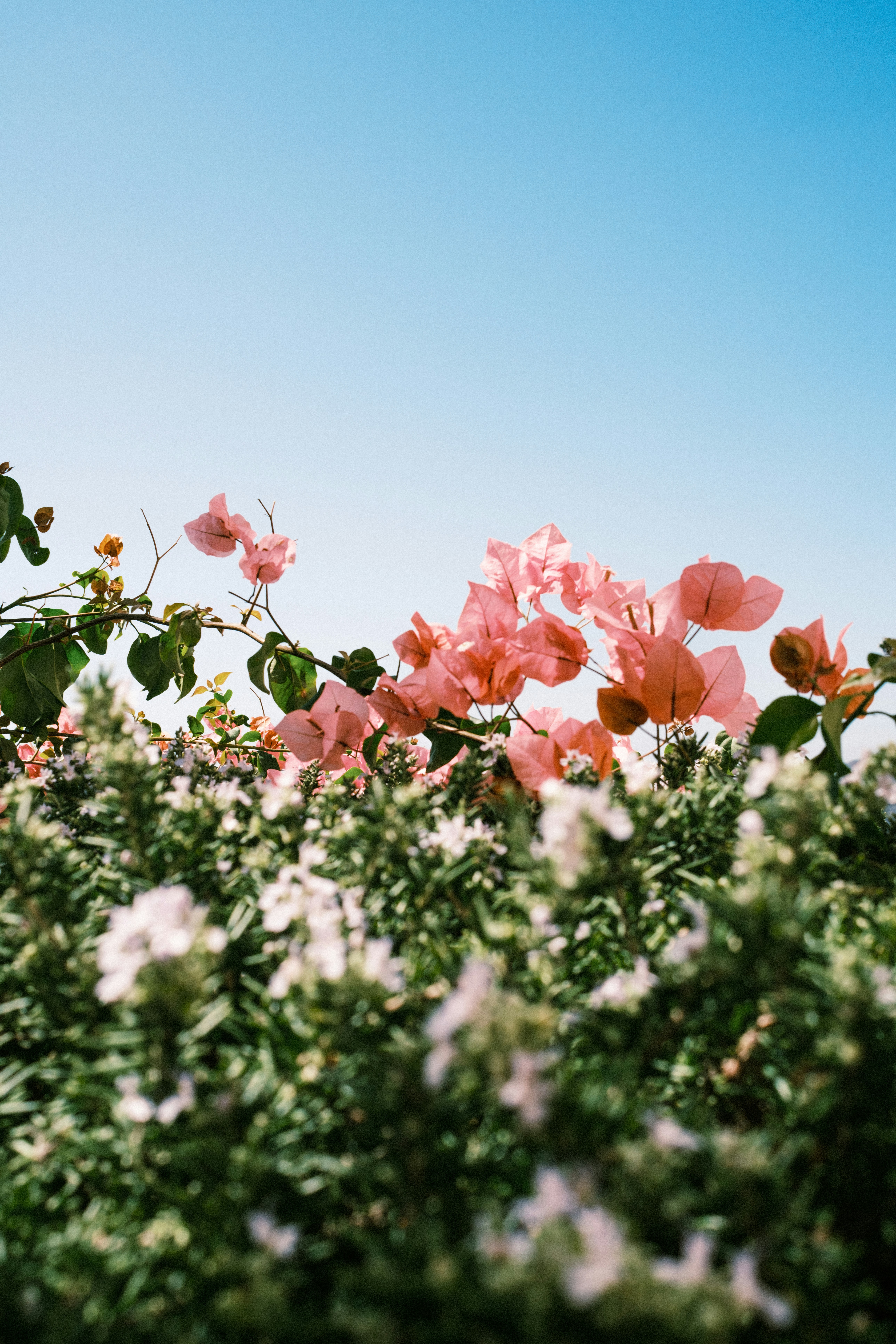 Pink bougainvillea flowers and green foliage against a clear blue sky