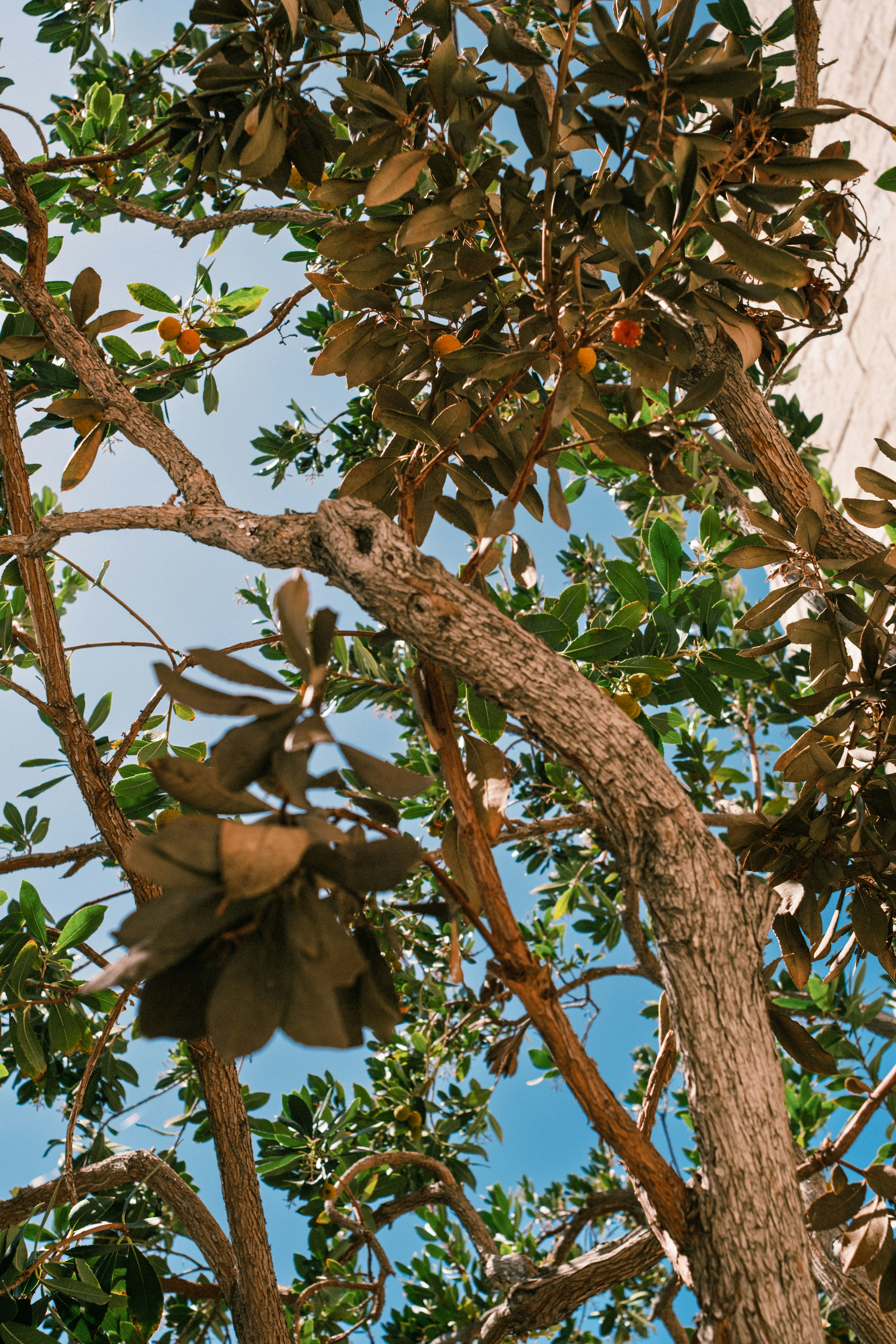 A strawberry tree with green leaves and small orange fruits against a blue sky