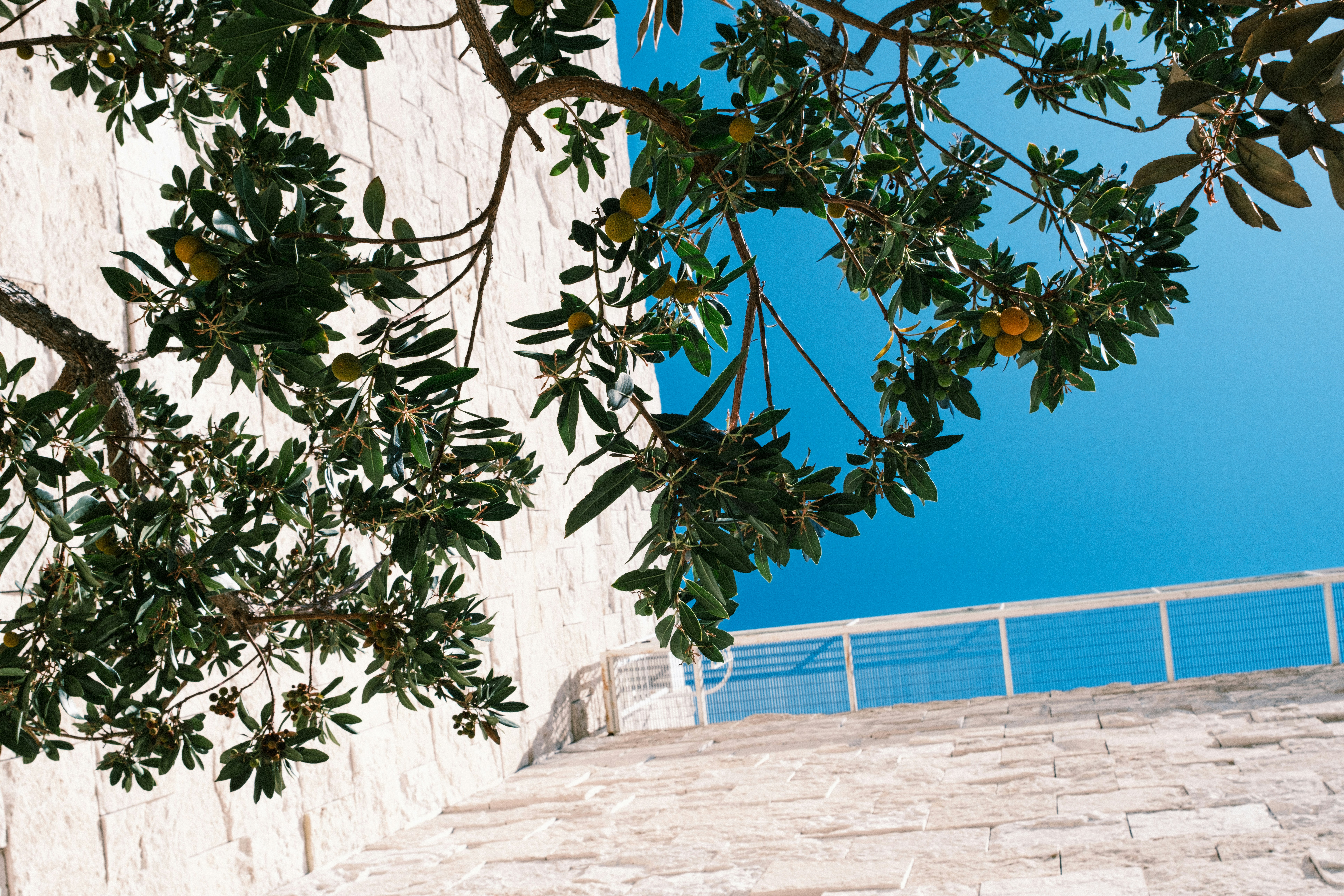 A tree with green leaves and yellow fruit against a stone wall and blue sky