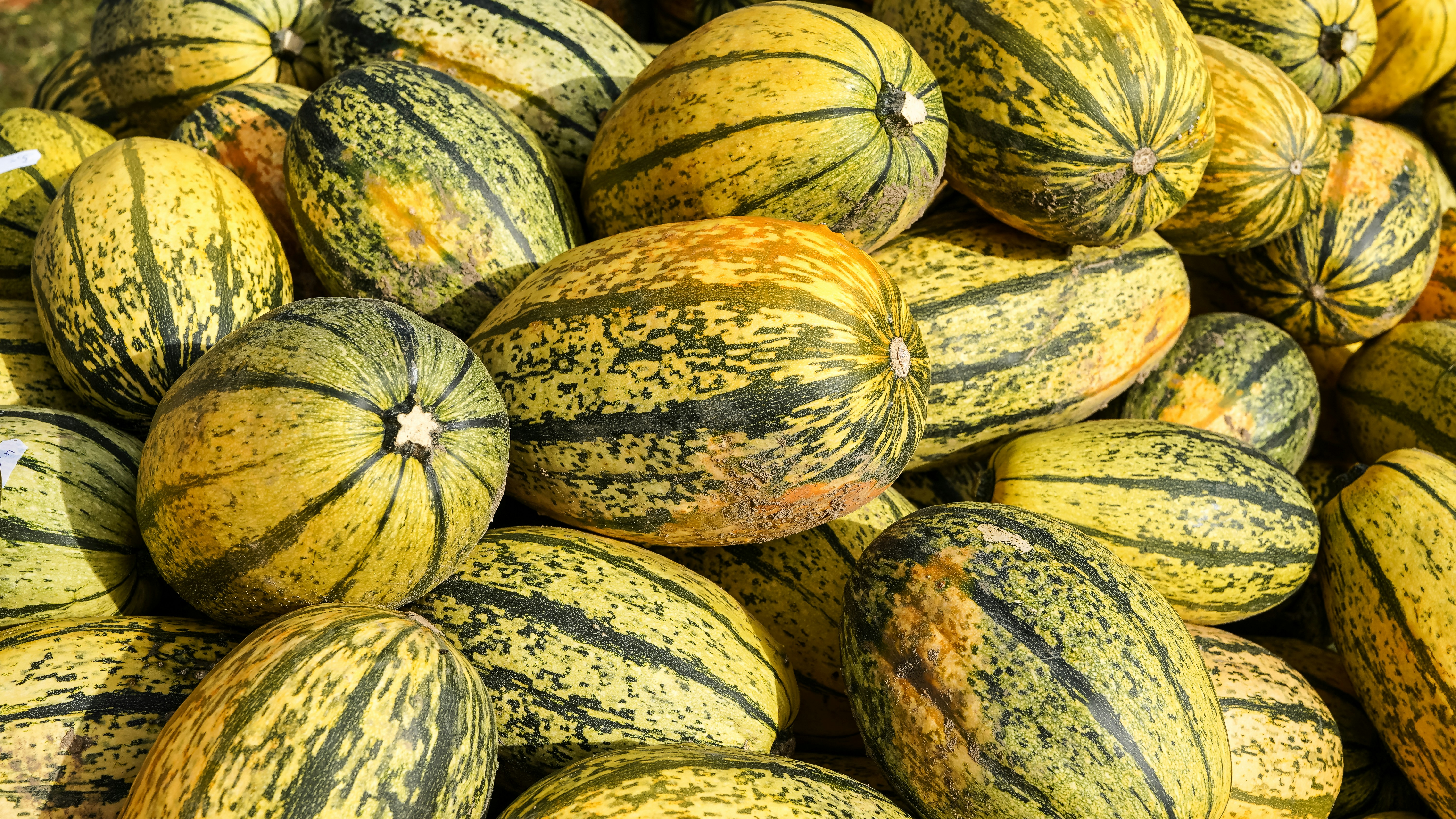 A pile of striped yellow and green delicata squash in bright sunlight
