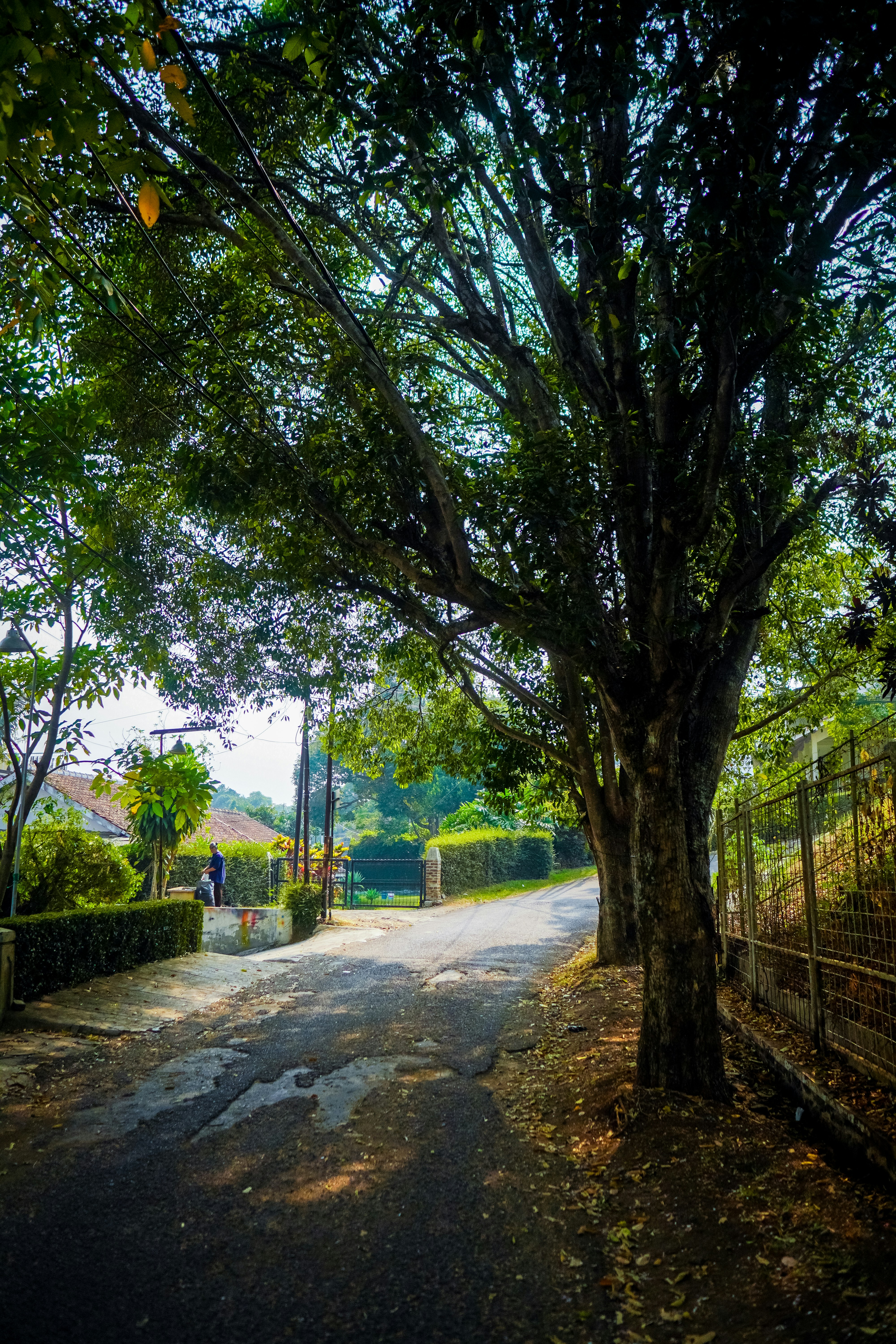 Person on quiet road with trees - Free Photo on Unsplash