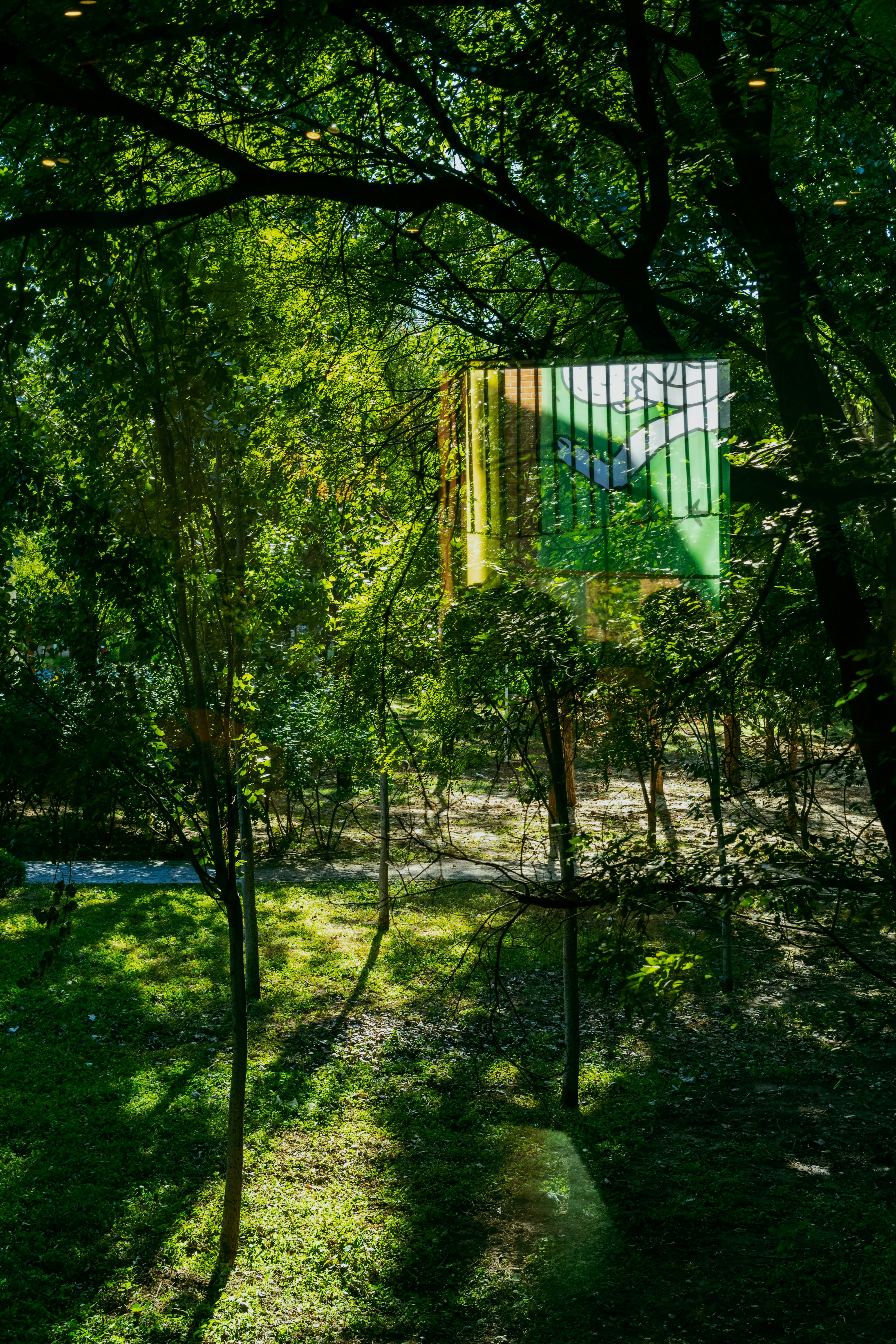 Sunlight filtering through dense green trees in a park with a glass reflection