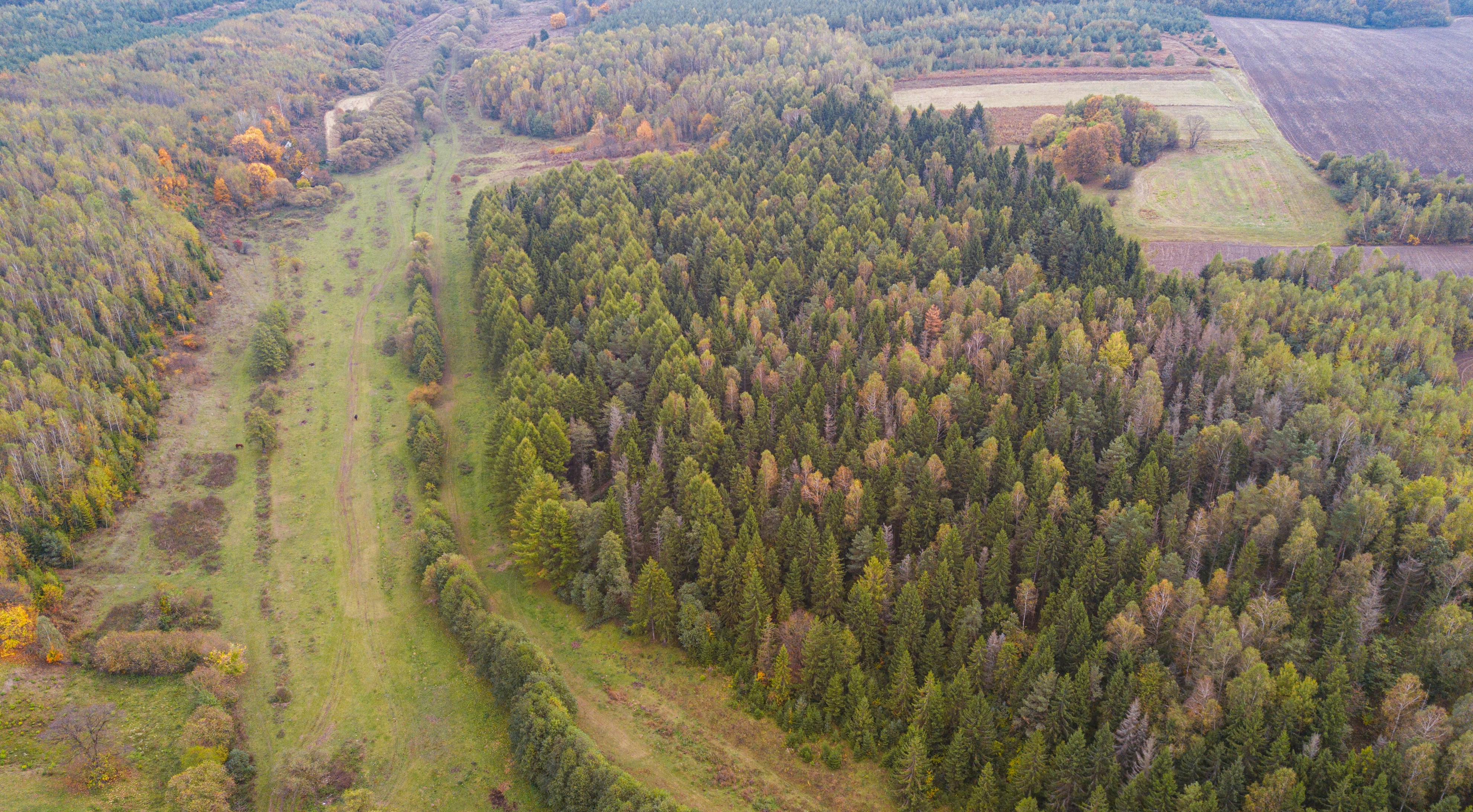 An aerial view of a dense coniferous forest bordering a grassy meadow