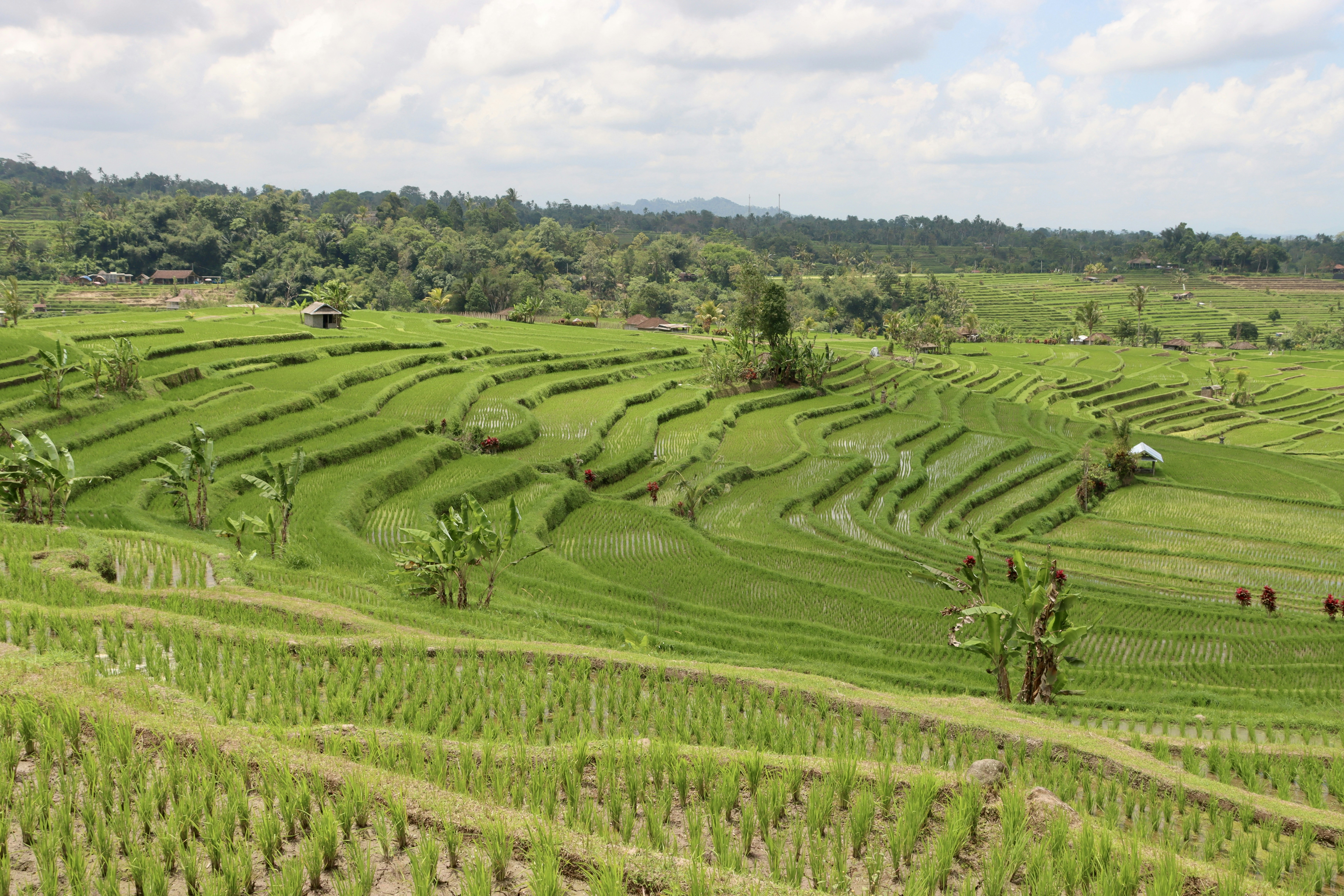 Ricche terrazze di riso verdi scavate in un pendio a Bali, Indonesia