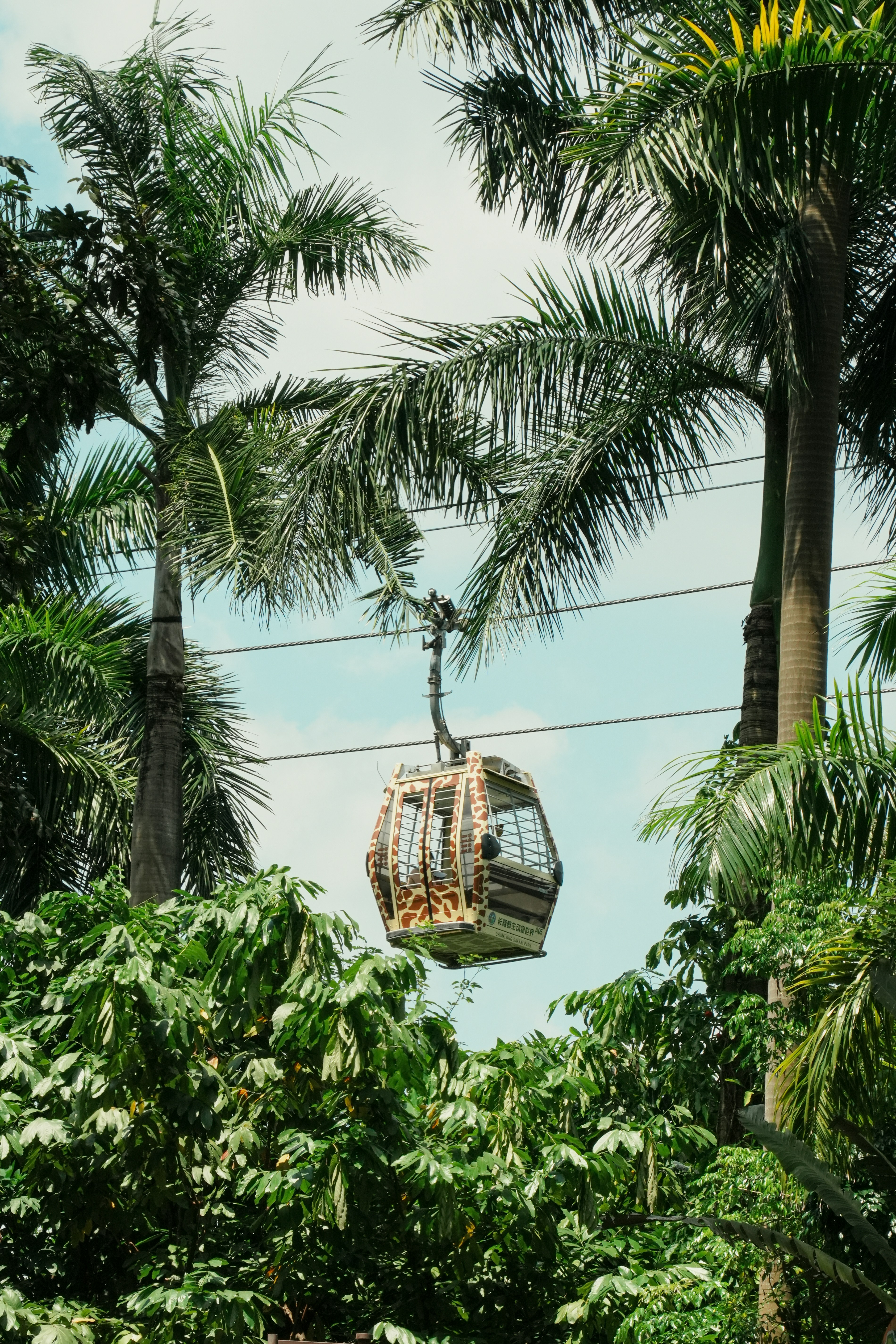 A giraffe-patterned cable car suspended on wires above lush green palm trees