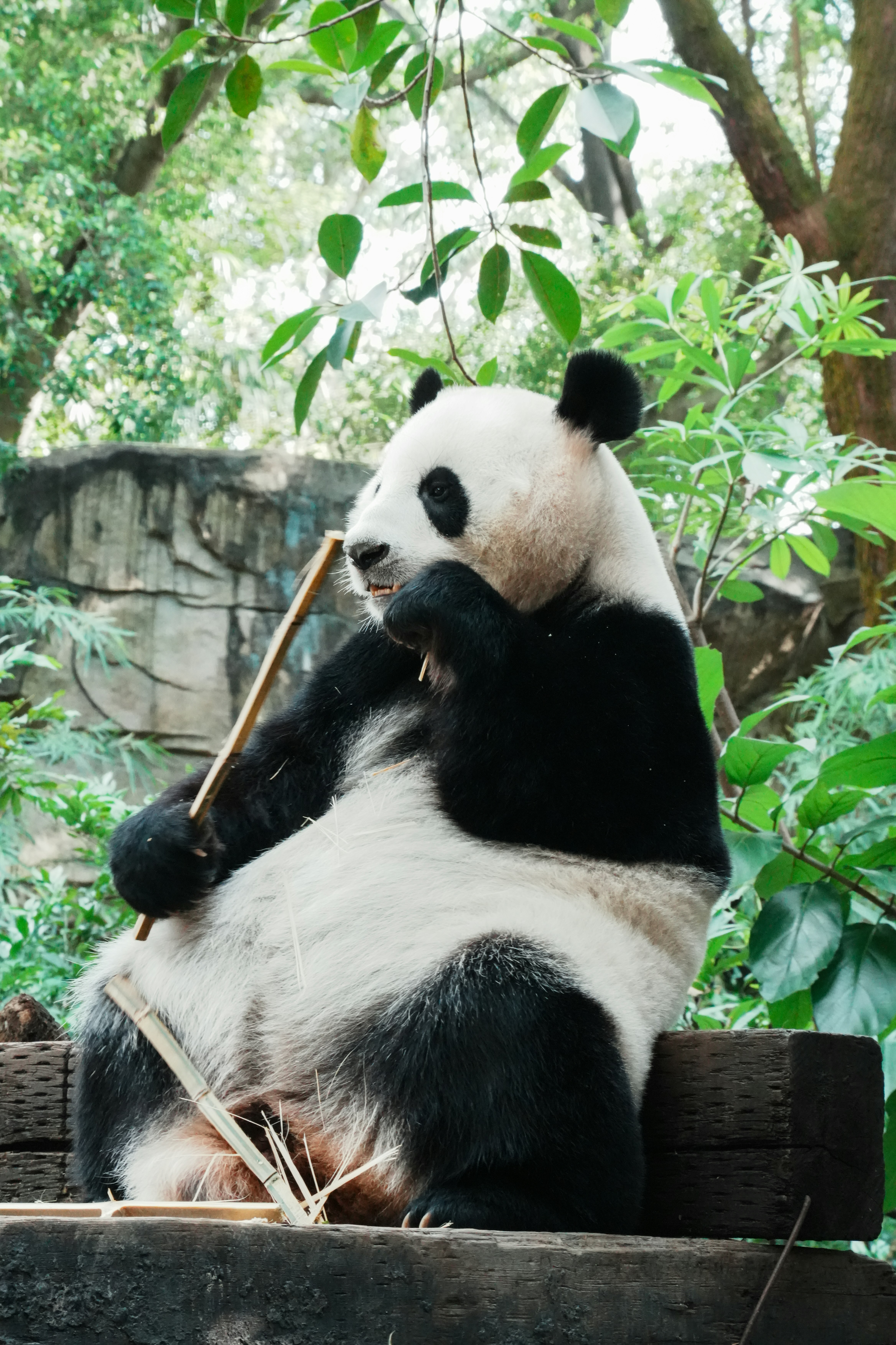 A giant panda eating a bamboo stalk while perched on a wooden platform