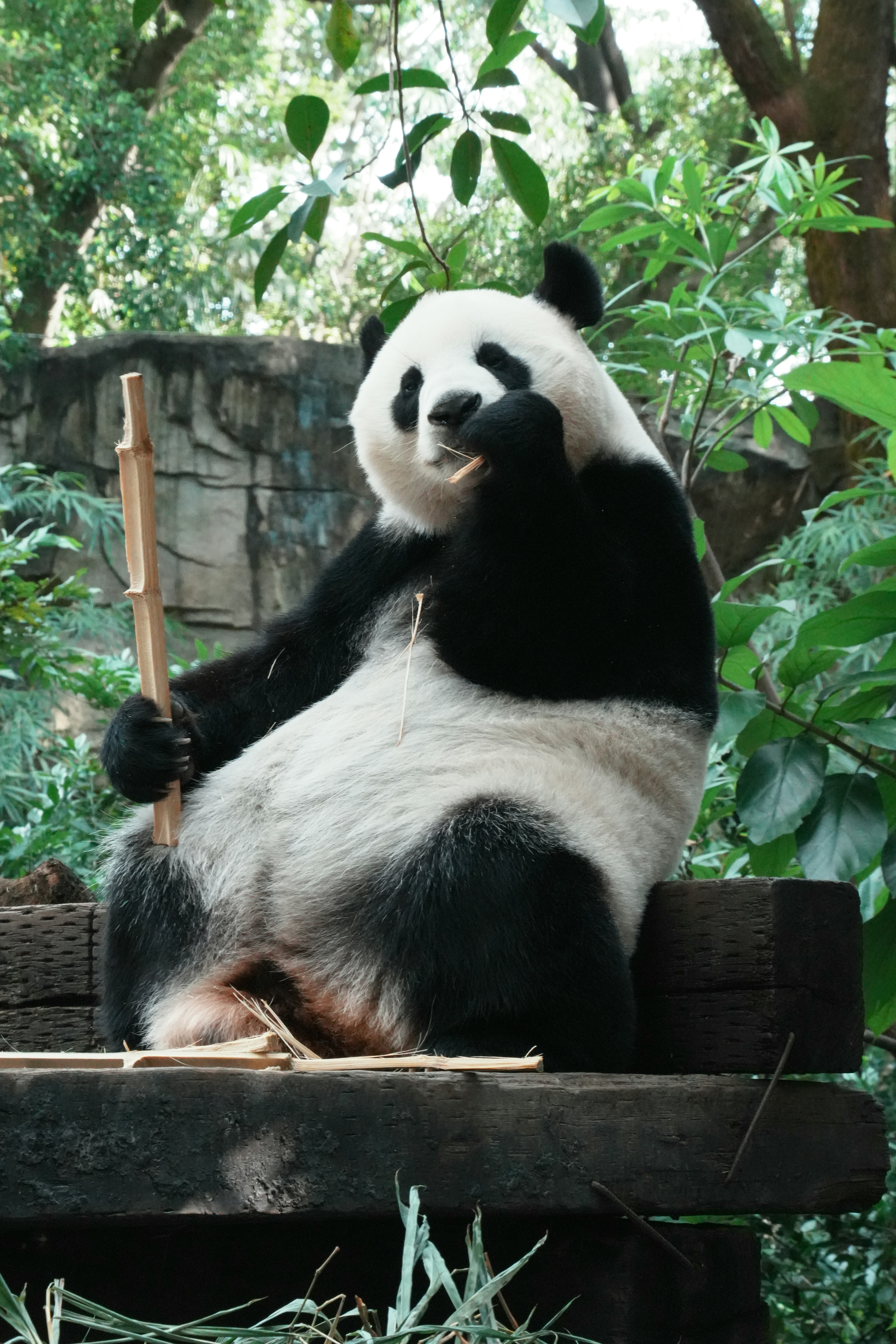 A giant panda sitting on a wooden platform eating a piece of bamboo