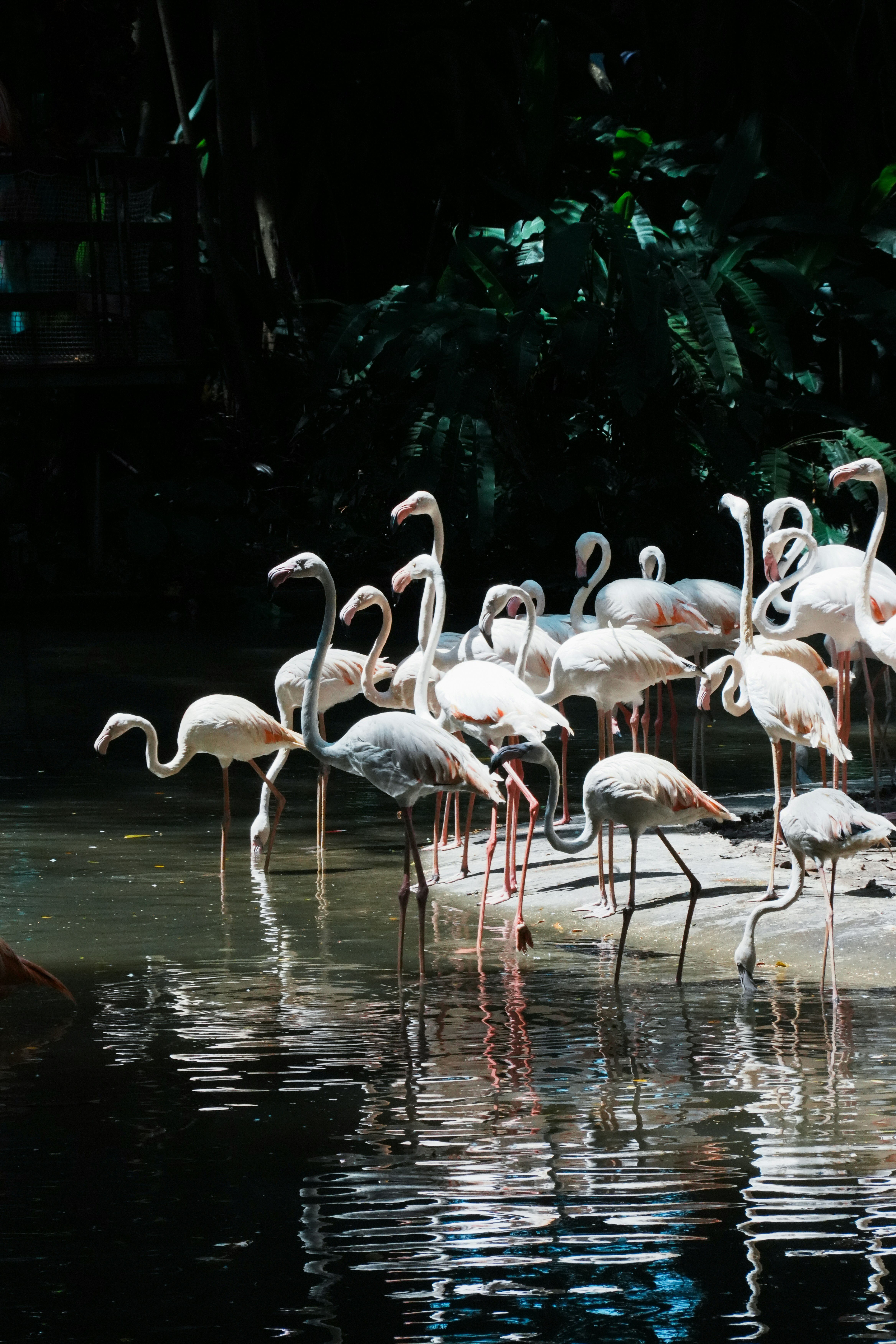 A group of pink flamingos wading in shallow water near dark tropical foliage