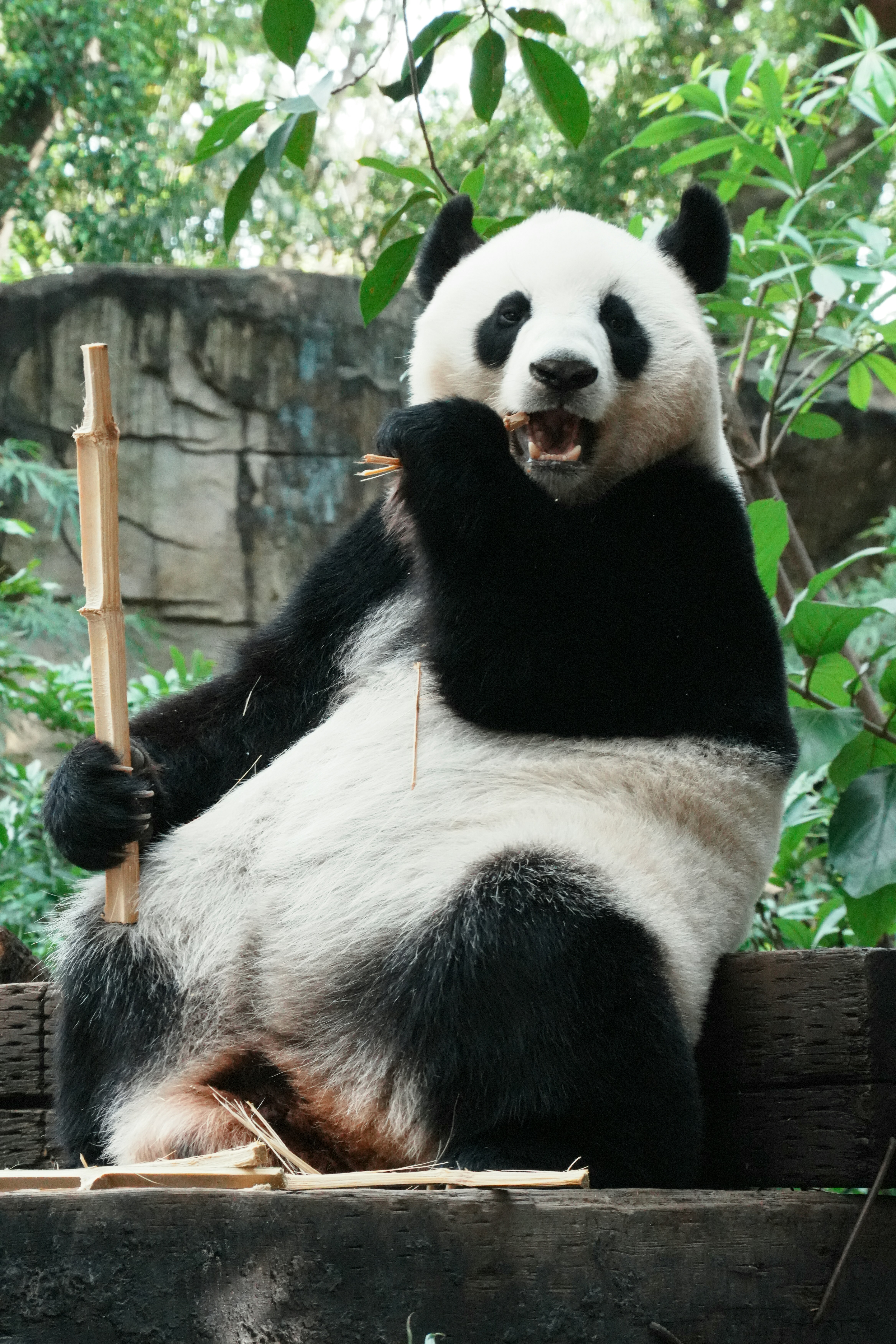 A giant panda sitting on a wooden platform eating a bamboo stalk