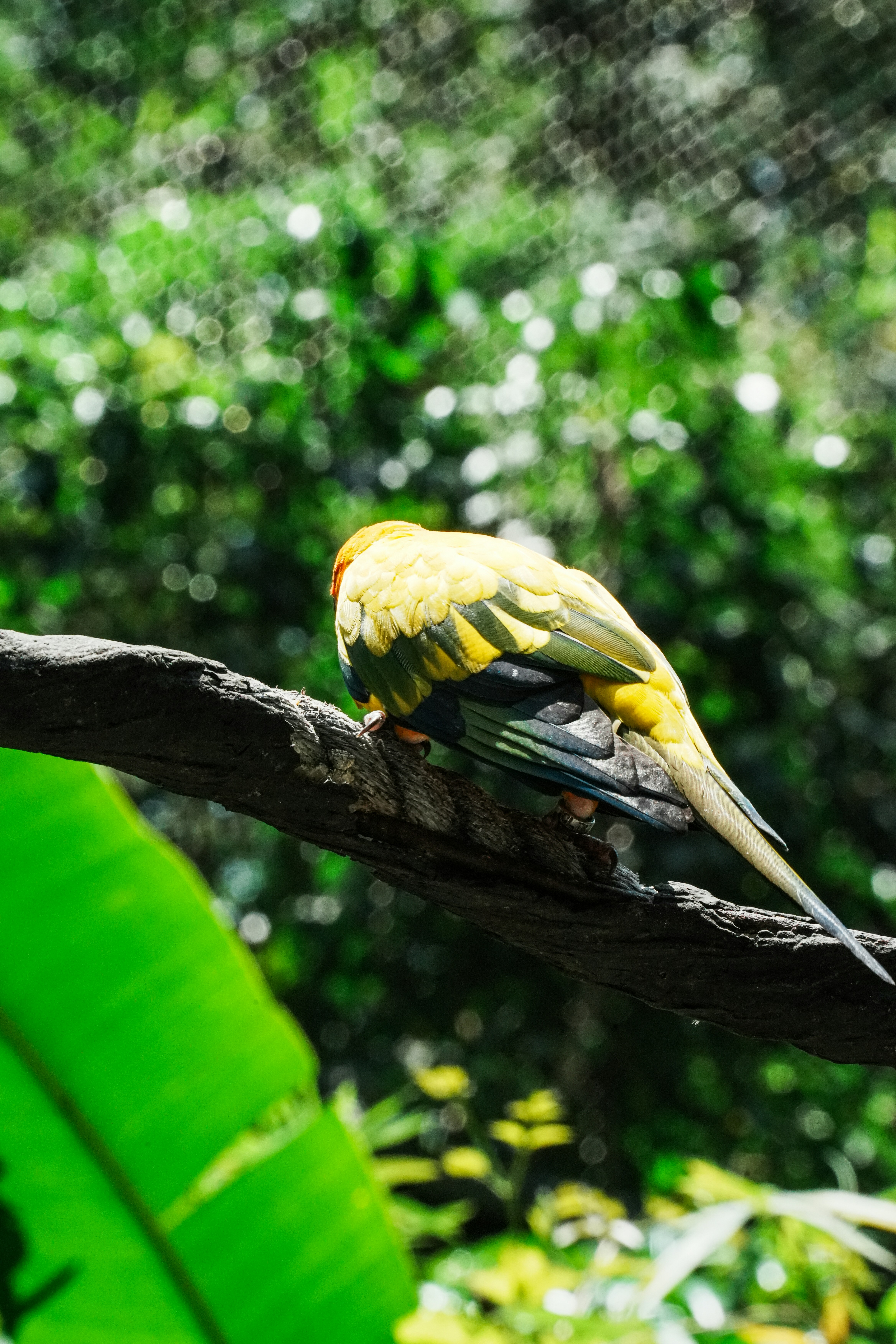 A yellow and green parrot perched on a thick branch in a forest